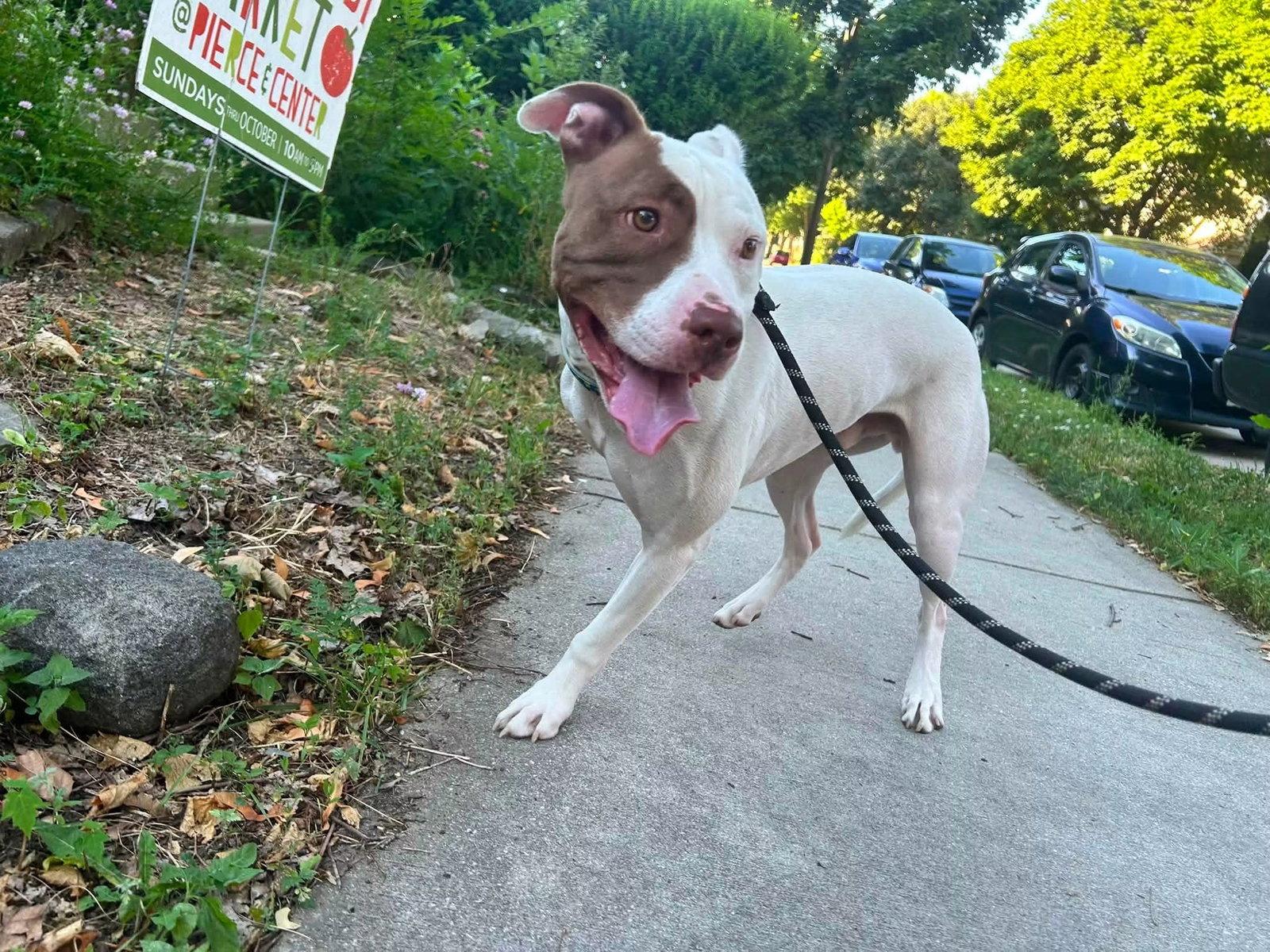 Enlarge Rigsby, a Adoptable Pit Bull Terrier in New London, WI image 2/3