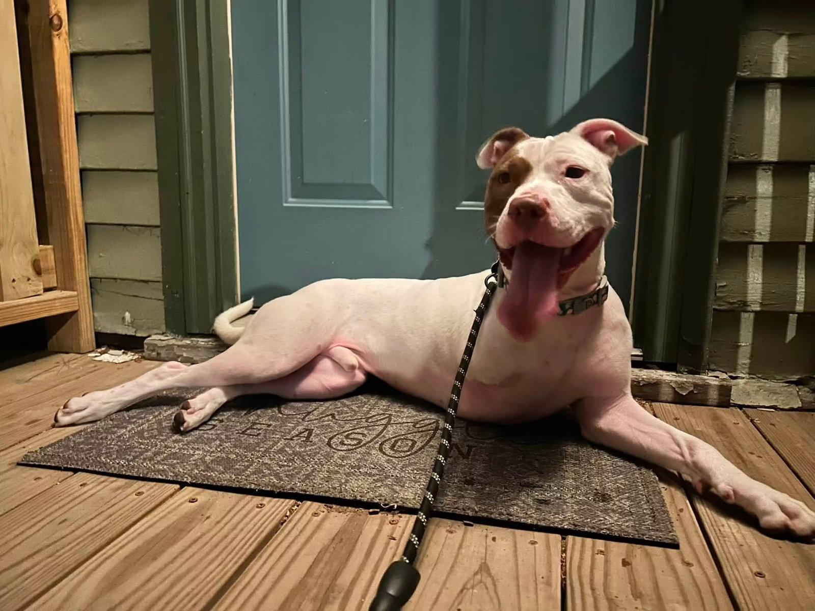 Enlarge Rigsby, a Adoptable Pit Bull Terrier in New London, WI image 3/3