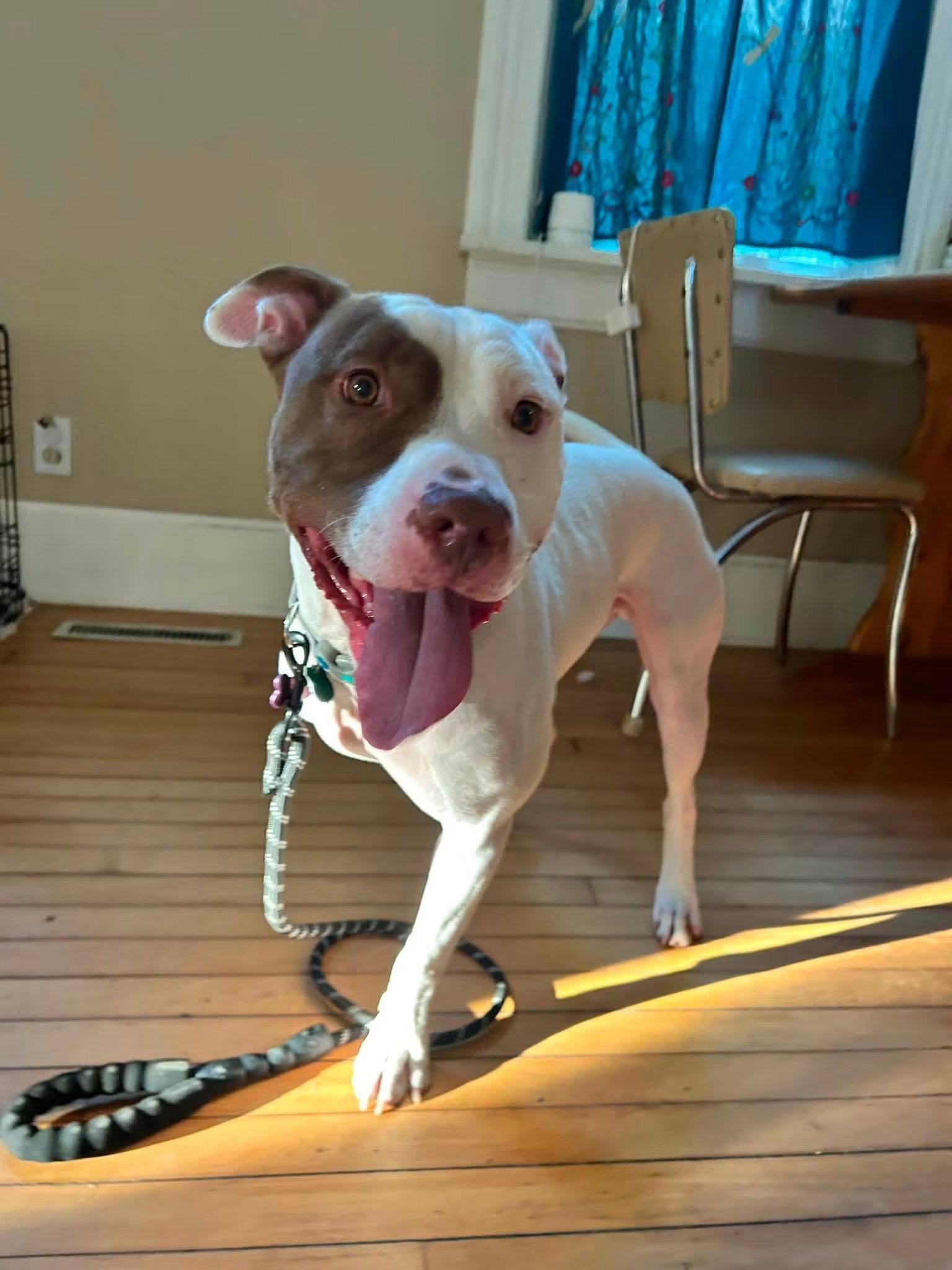 Rigsby, Adoptable, Adult Male Pit Bull Terrier.