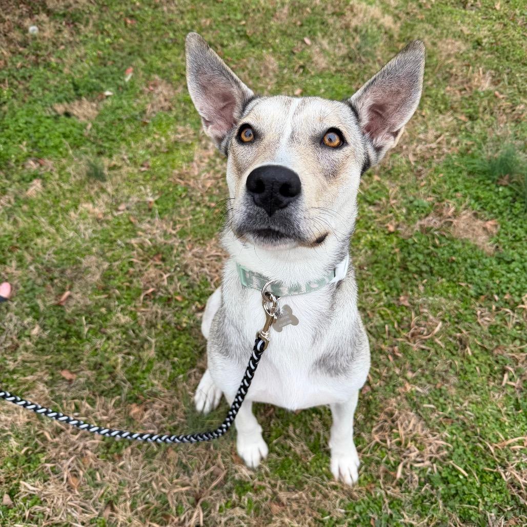 Mama Dough, a Adoptable mixed breed in Huntsville, AL image 4/6