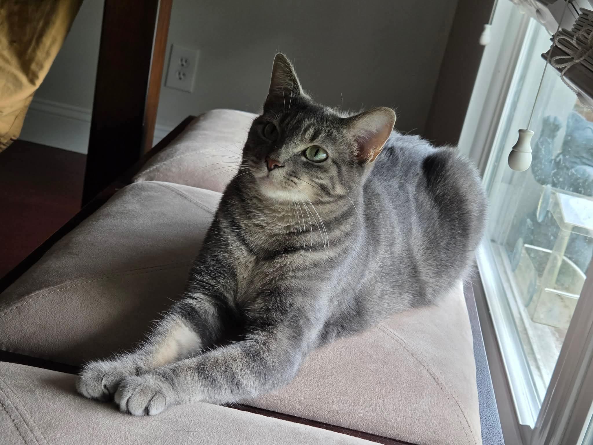 Enlarge Cleo, a ADOPTABLE Domestic Short Hair in Granite City, IL image 4/5