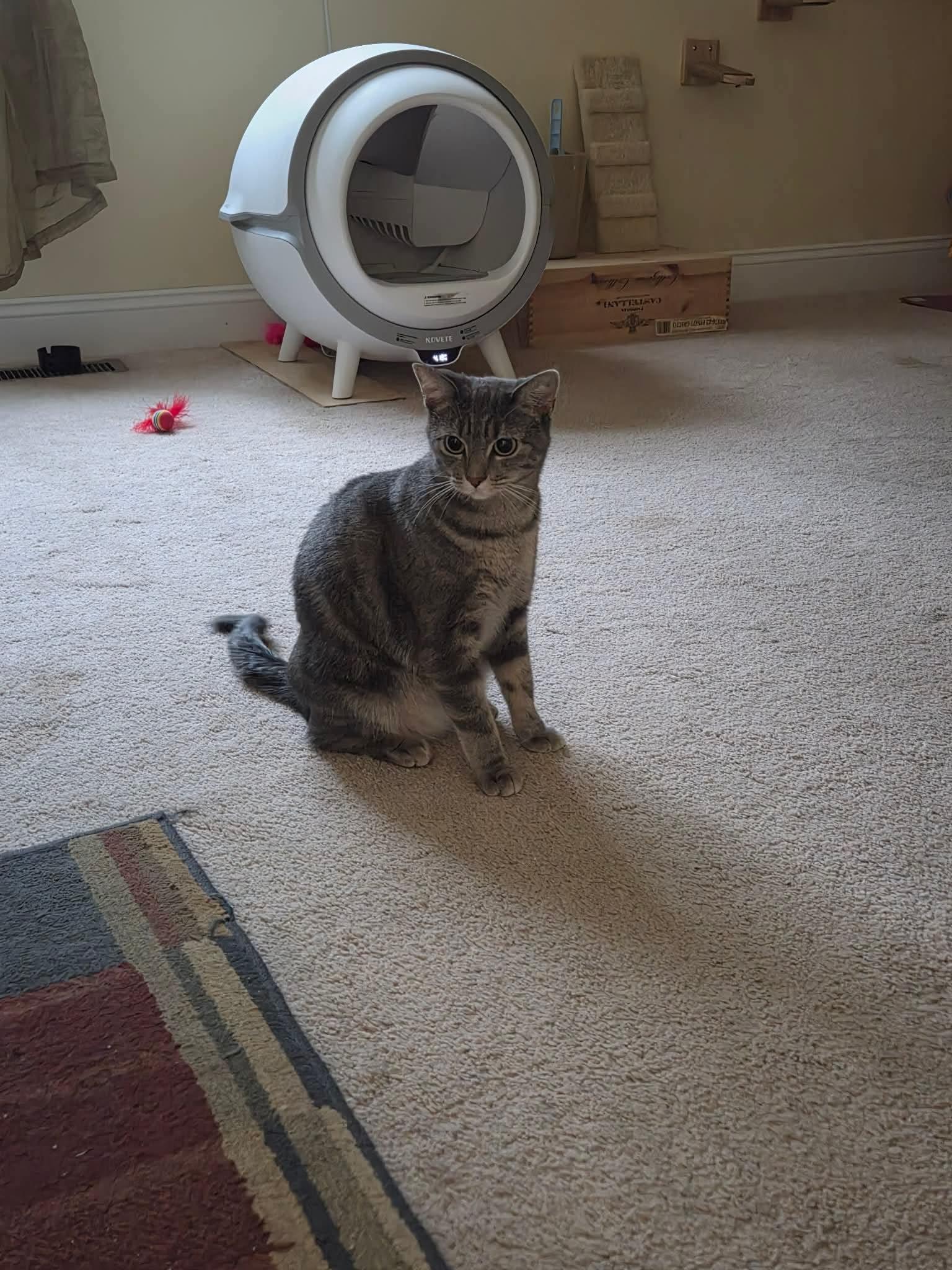 Enlarge Cleo, a ADOPTABLE Domestic Short Hair in Granite City, IL image 5/5