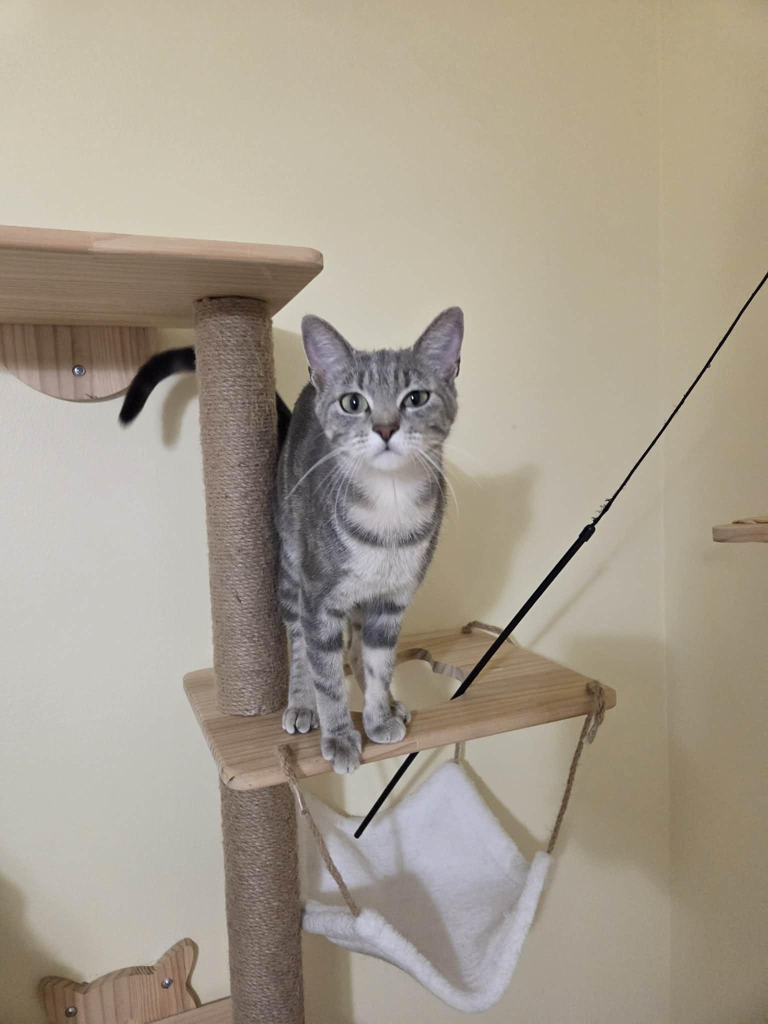 Cleo, a ADOPTABLE Domestic Short Hair in Granite City, IL image 1/3