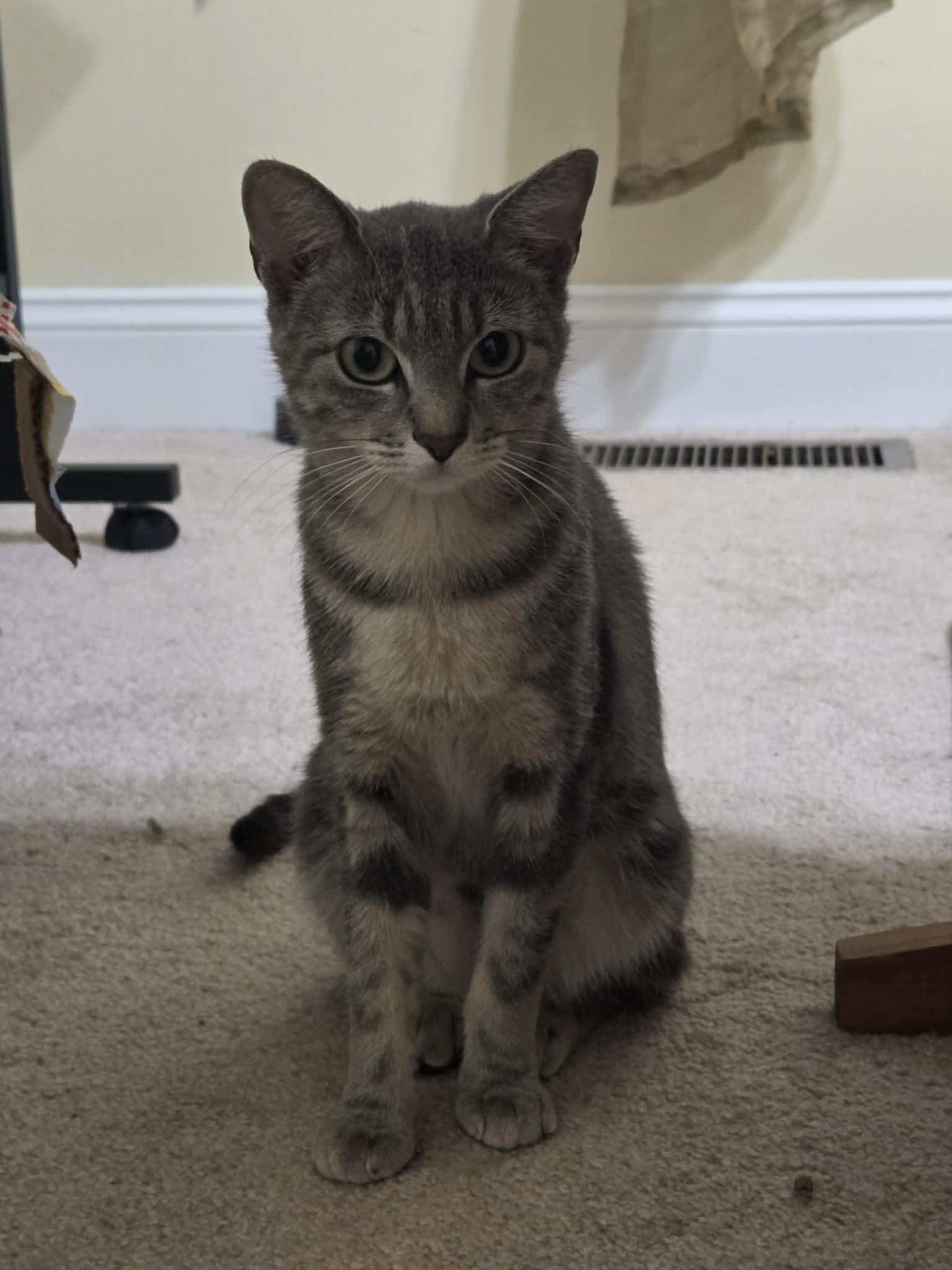 Cleo, a ADOPTABLE Domestic Short Hair in Granite City, IL image 2/3