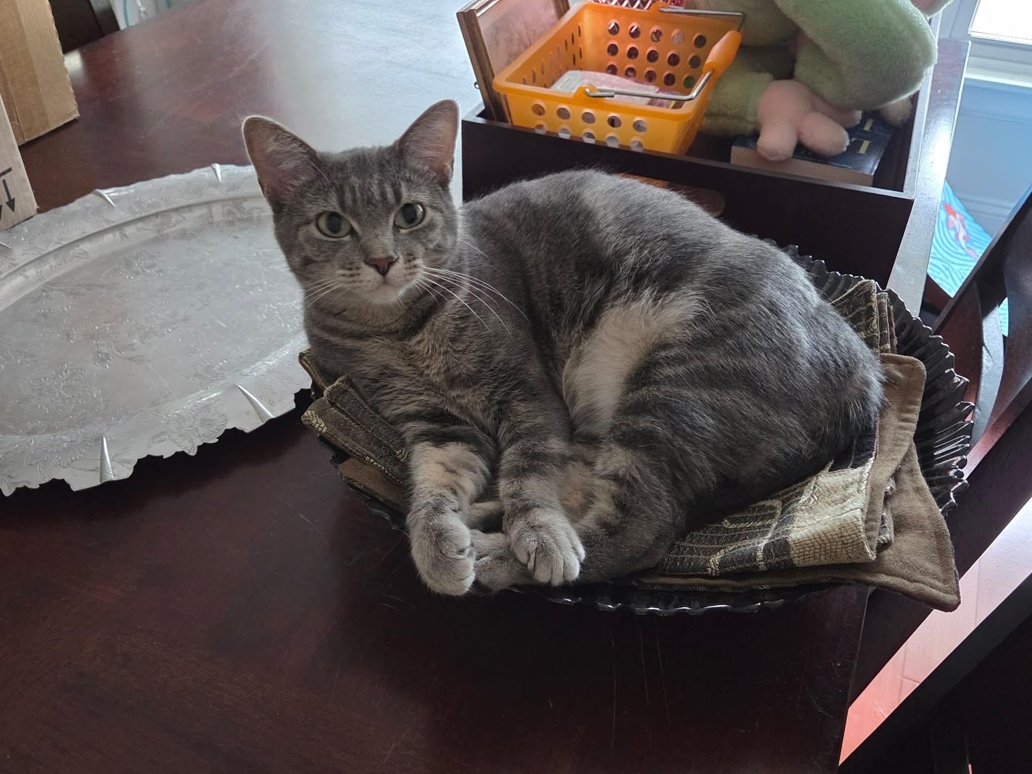 Cleo, ADOPTABLE, Young Female Domestic Short Hair.