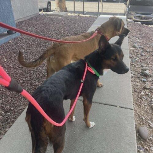 Aurora, Adoptable, Young Female Akita & Mixed Breed.