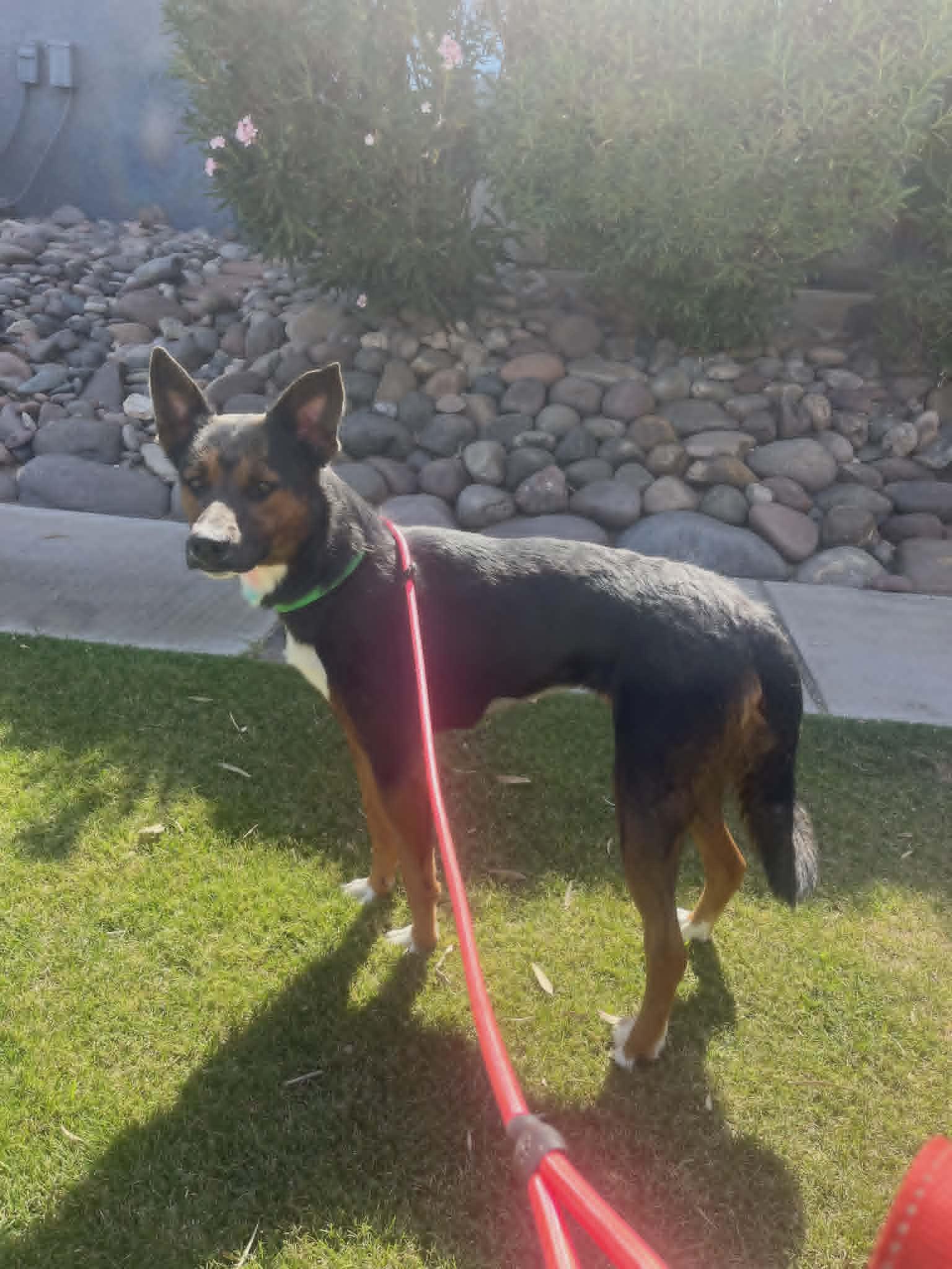Aurora, a Adoptable mixed breed in Glendale, AZ image 2/2
