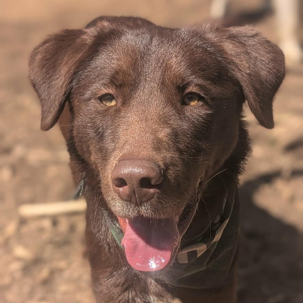 Enlarge Duke, an adopted mixed breed in Helena, AL image 1/6