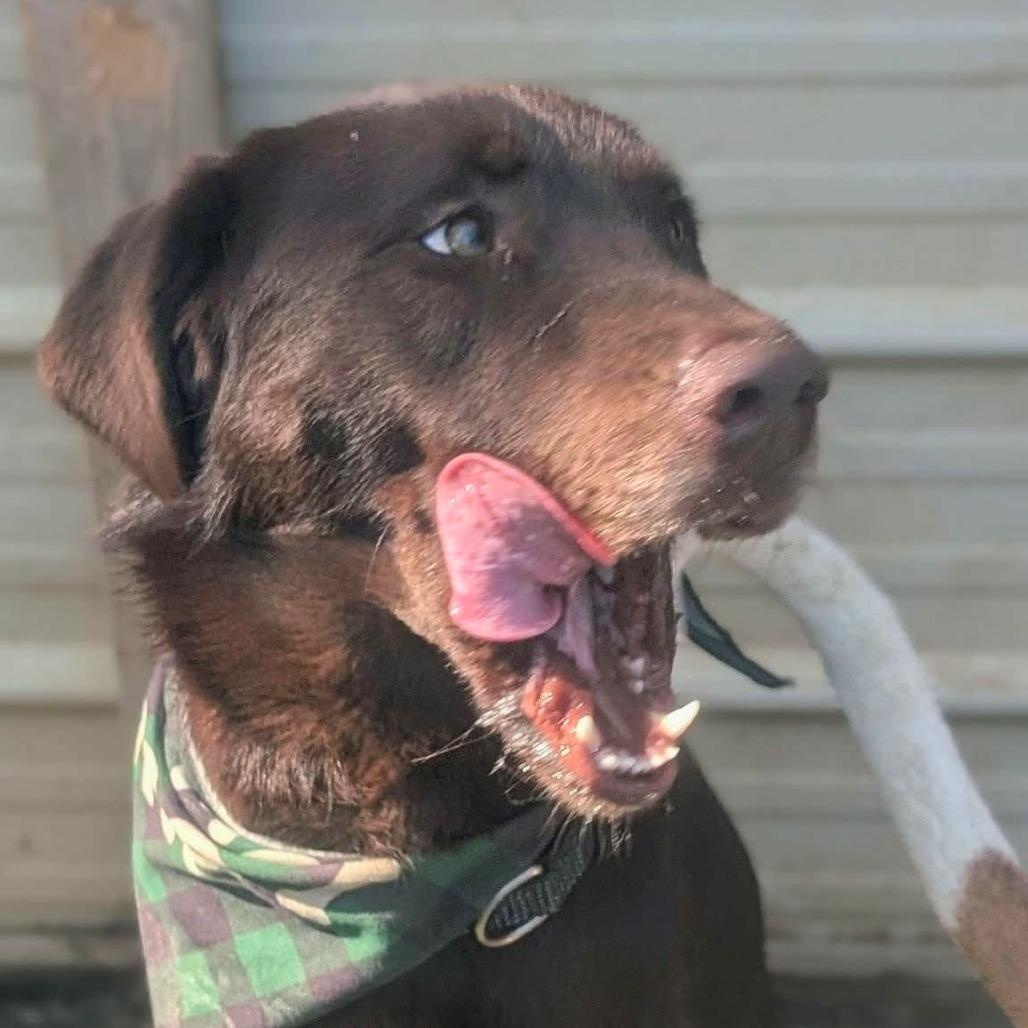 Enlarge Duke, an adopted mixed breed in Helena, AL image 5/6