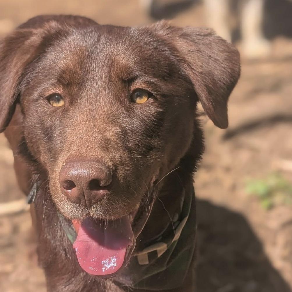 Enlarge Duke, an adopted mixed breed in Helena, AL image 6/6