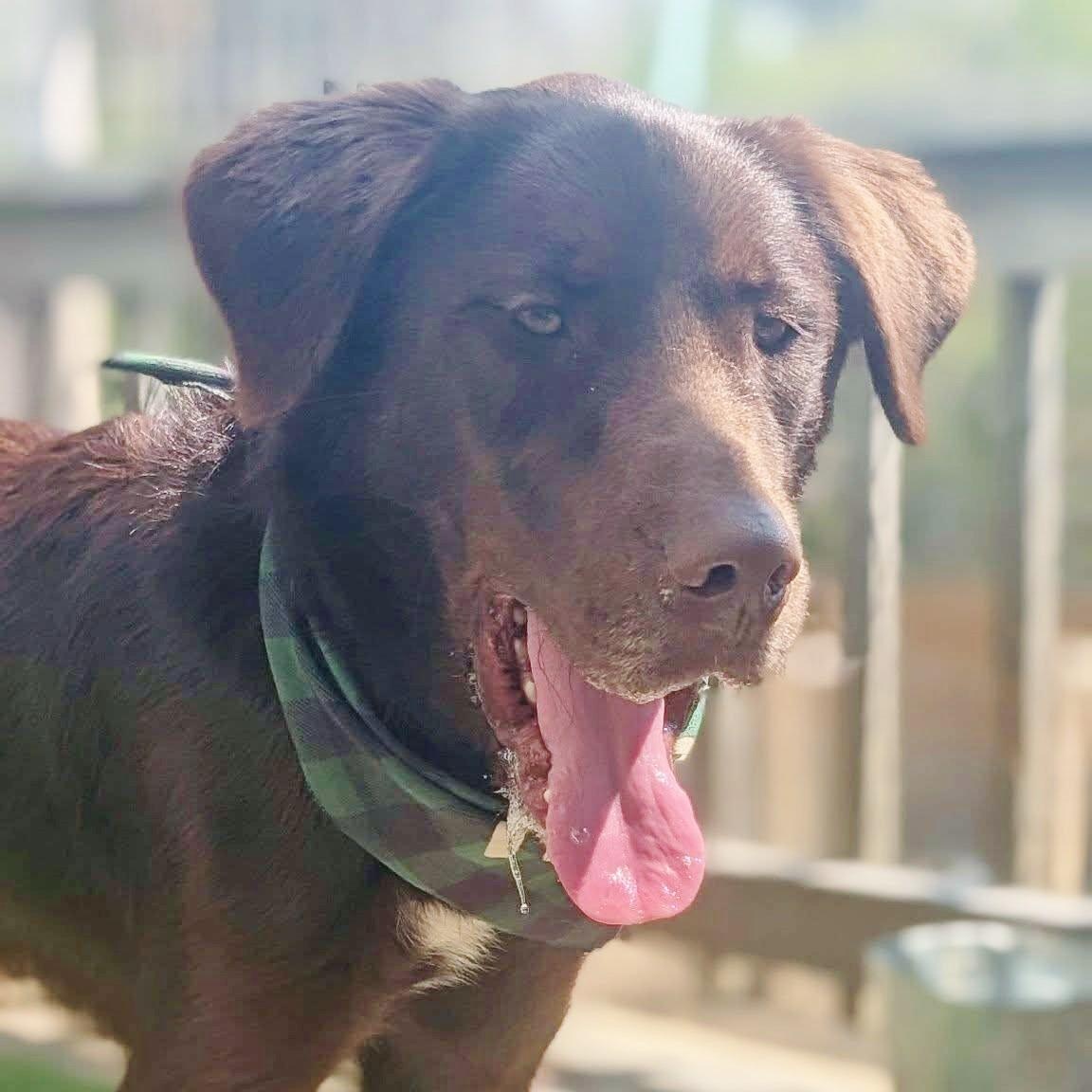 Enlarge Duke, an adopted mixed breed in Helena, AL image 4/6