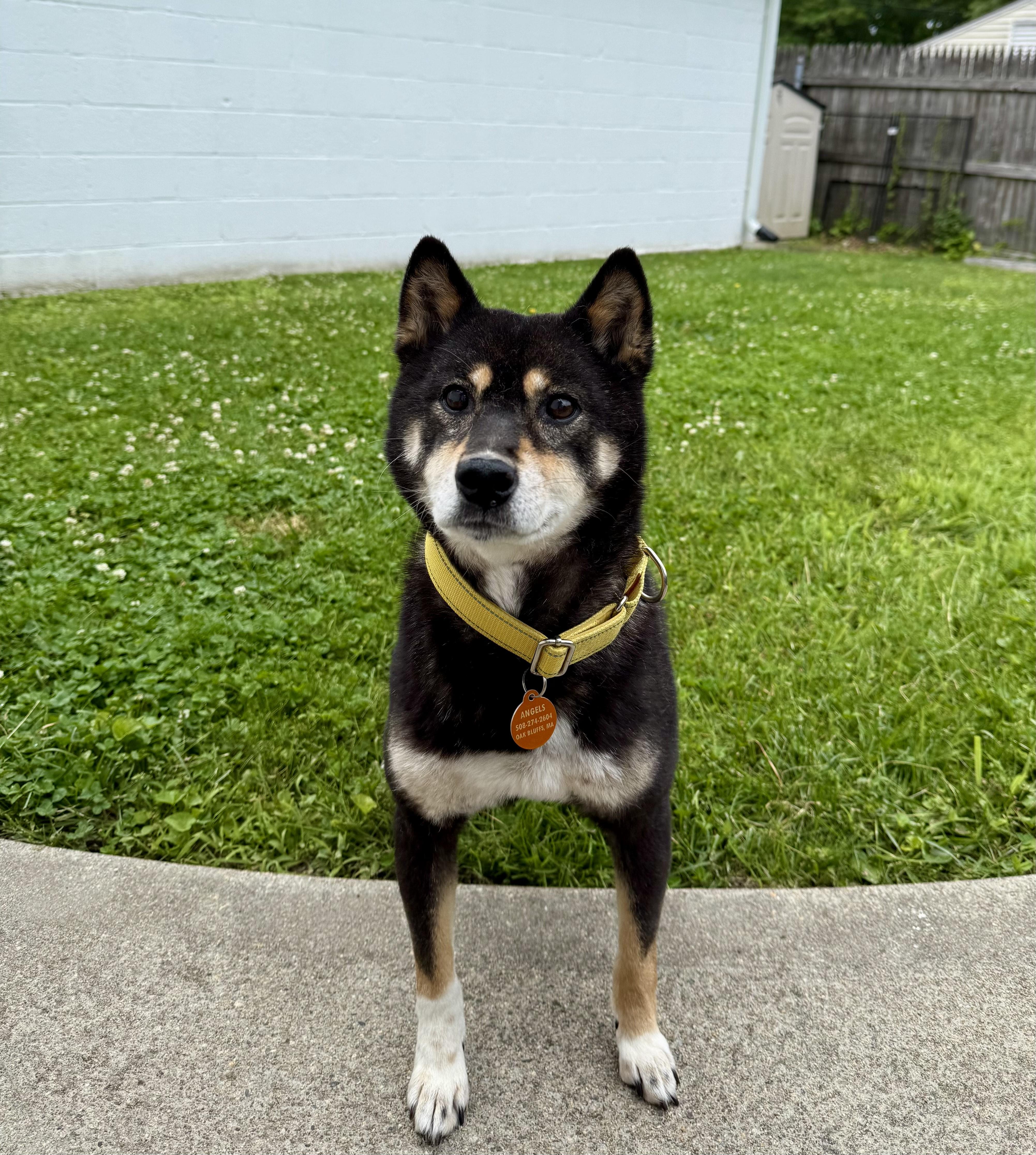 Akira