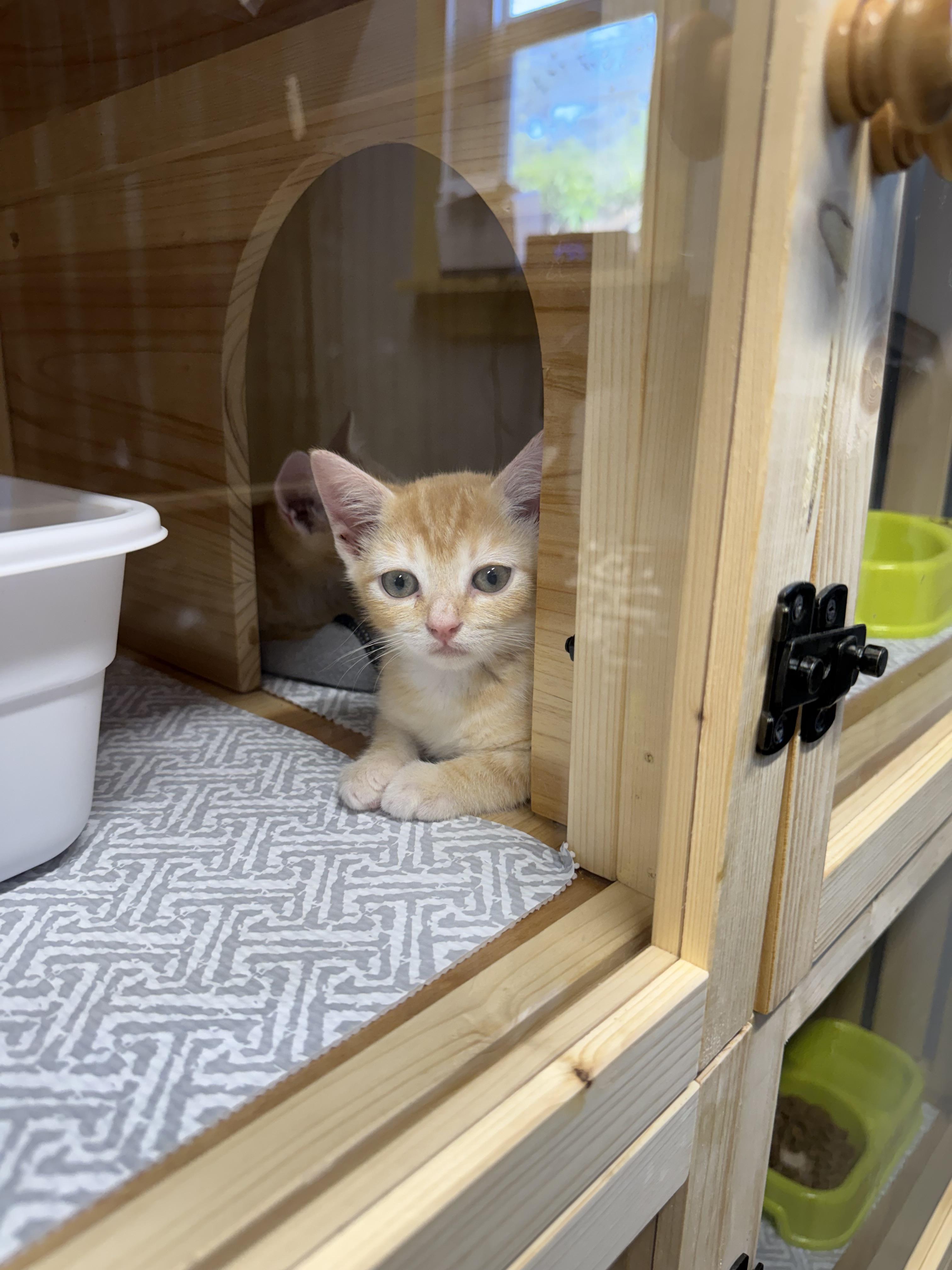 Lauren, Adoptable, Kitten Female Domestic Short Hair.