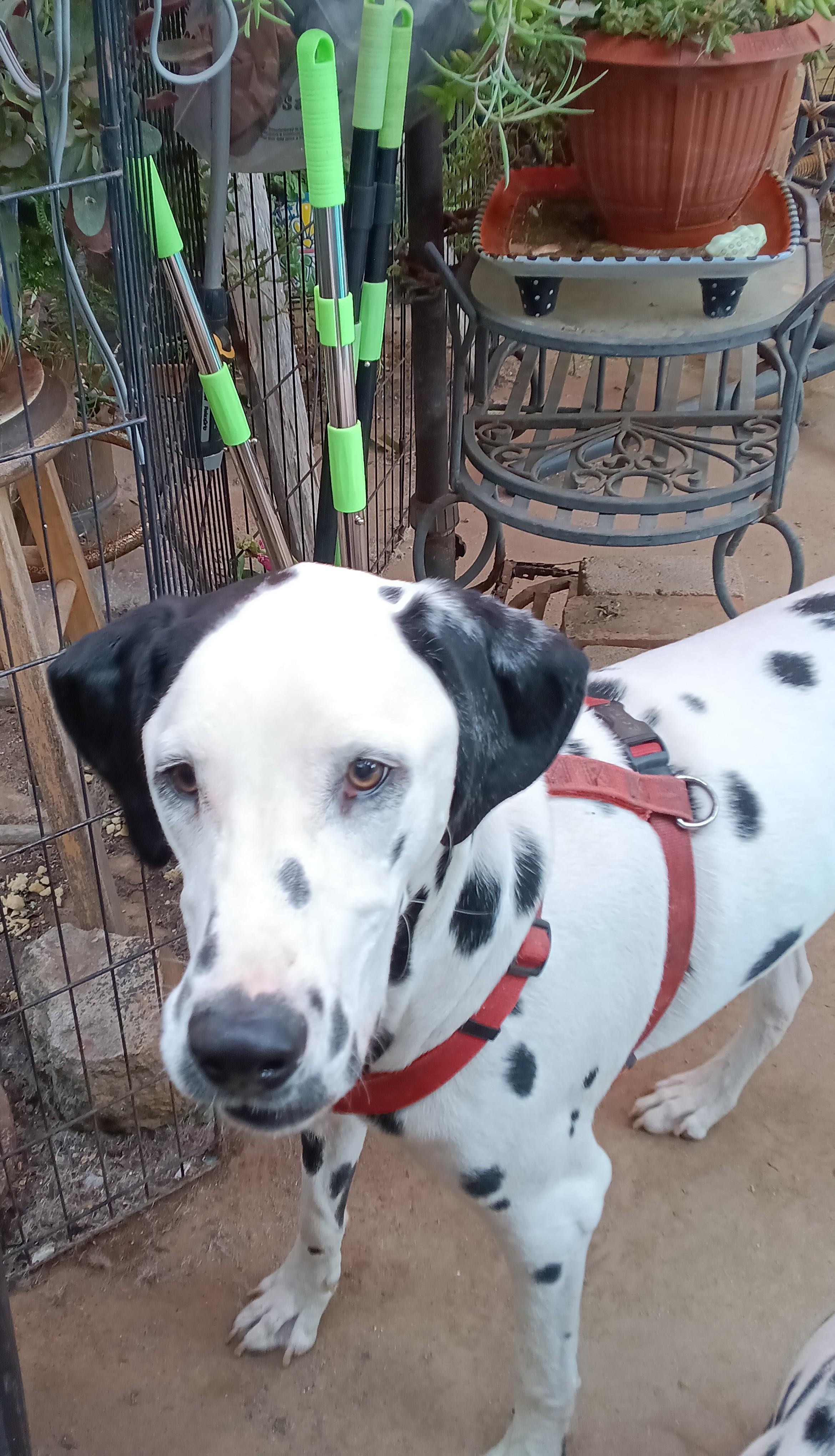 Cooper, a Adoptable Dalmatian in San Diego, CA image 1/3