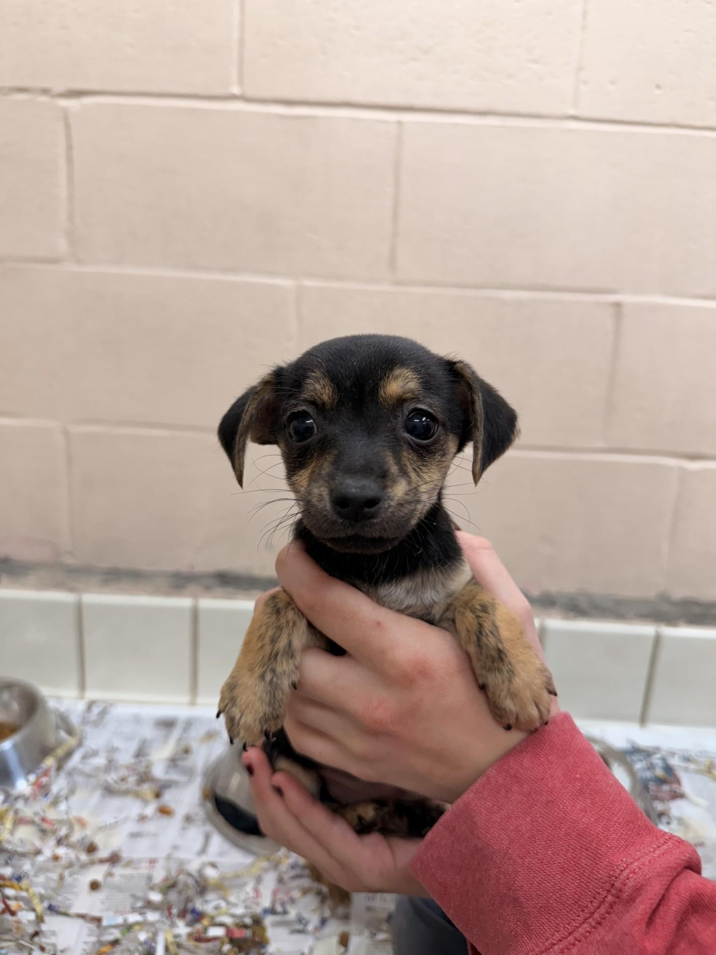 Enlarge Aliza, an adopted mixed breed in Upper Sandusky, OH image 1/1