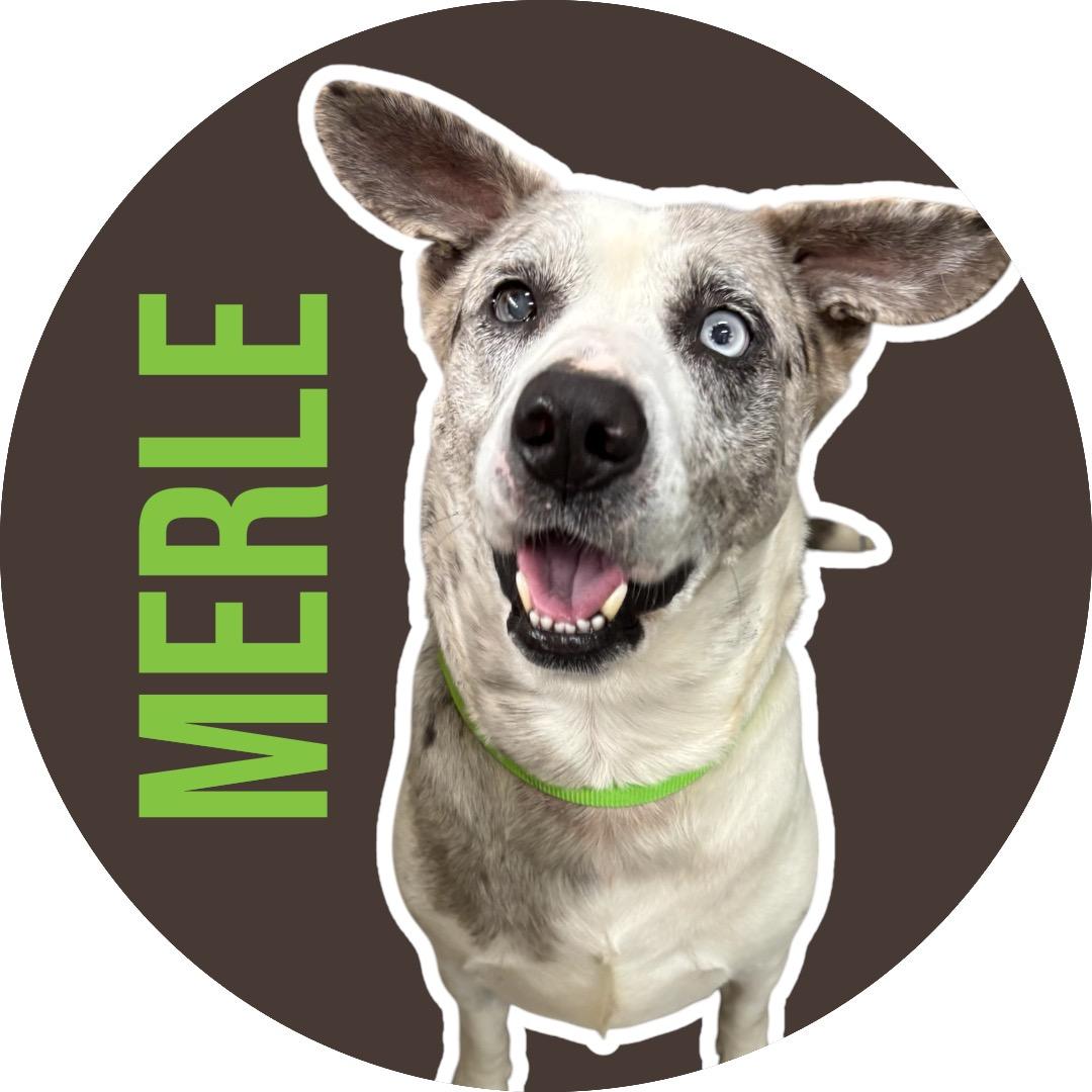 Merle, ADOPTABLE, Adult Male Catahoula Leopard Dog.