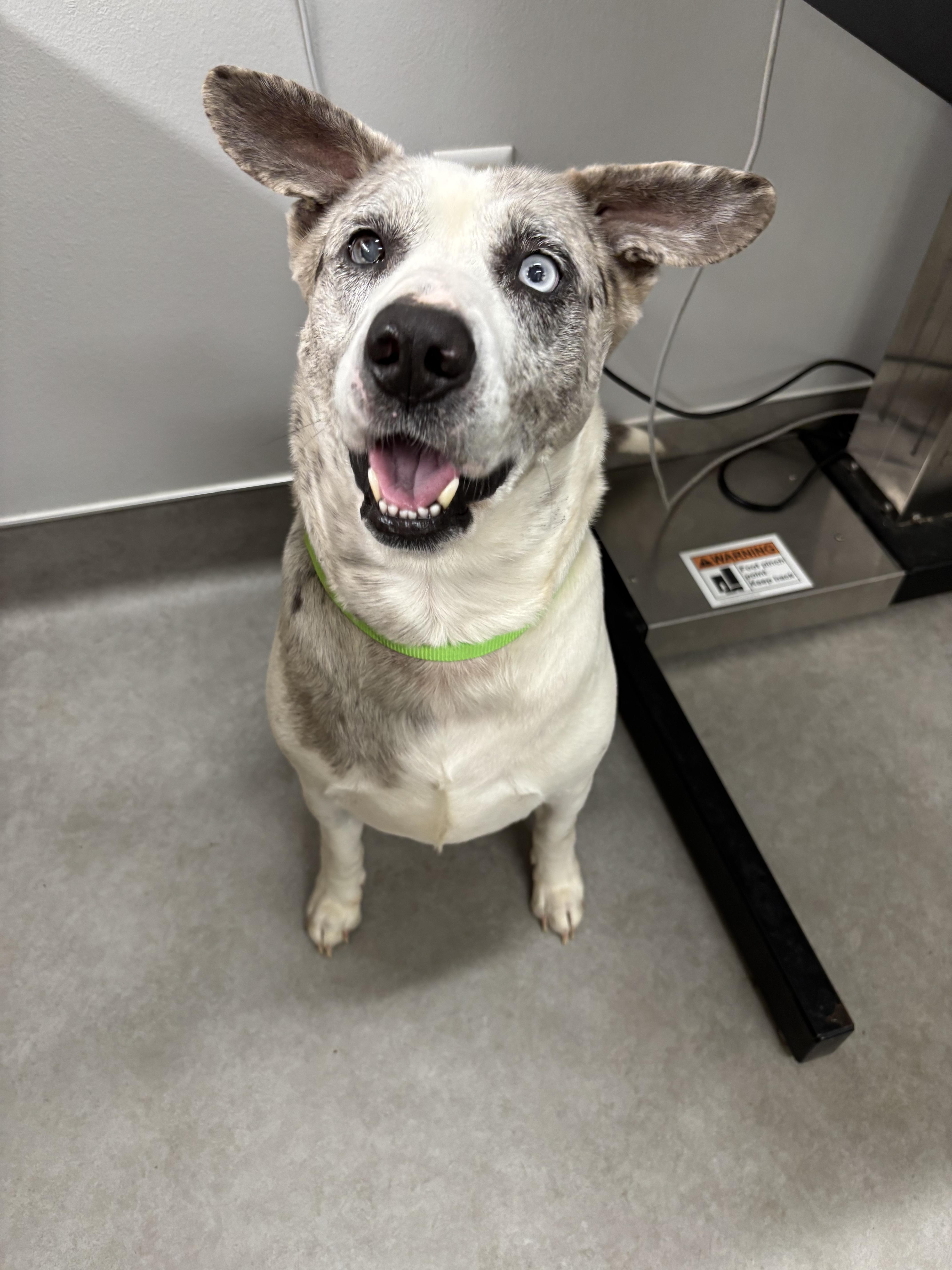 Enlarge Merle, a ADOPTABLE mixed breed in Athens, TX image 4/6