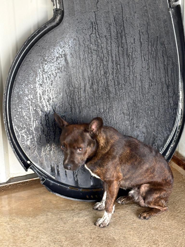 Tatum, Adoptable, Adult Male Boston Terrier & Pit Bull Terrier.