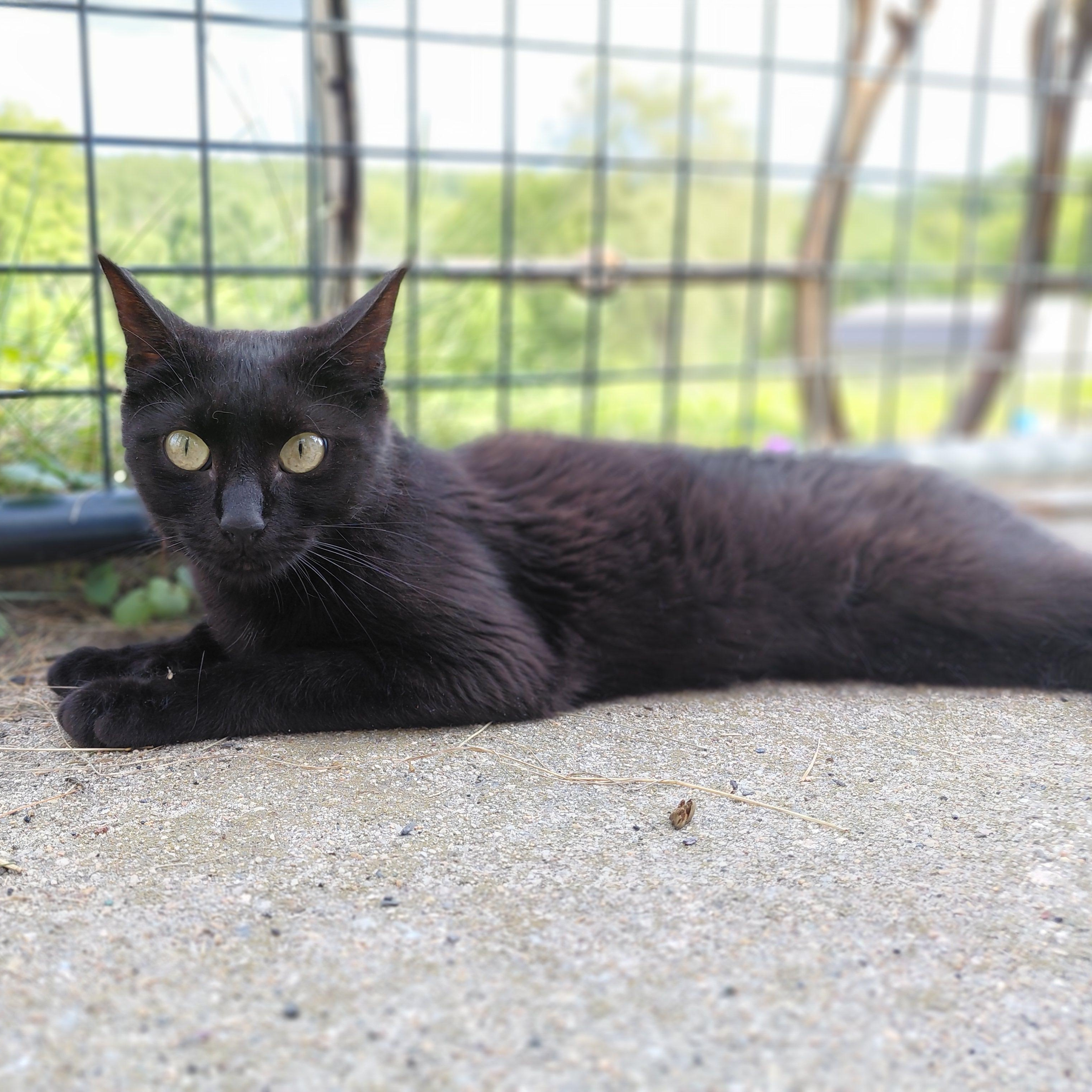 Zeela, a ADOPTABLE Domestic Short Hair in Littleton, NH image 3/6