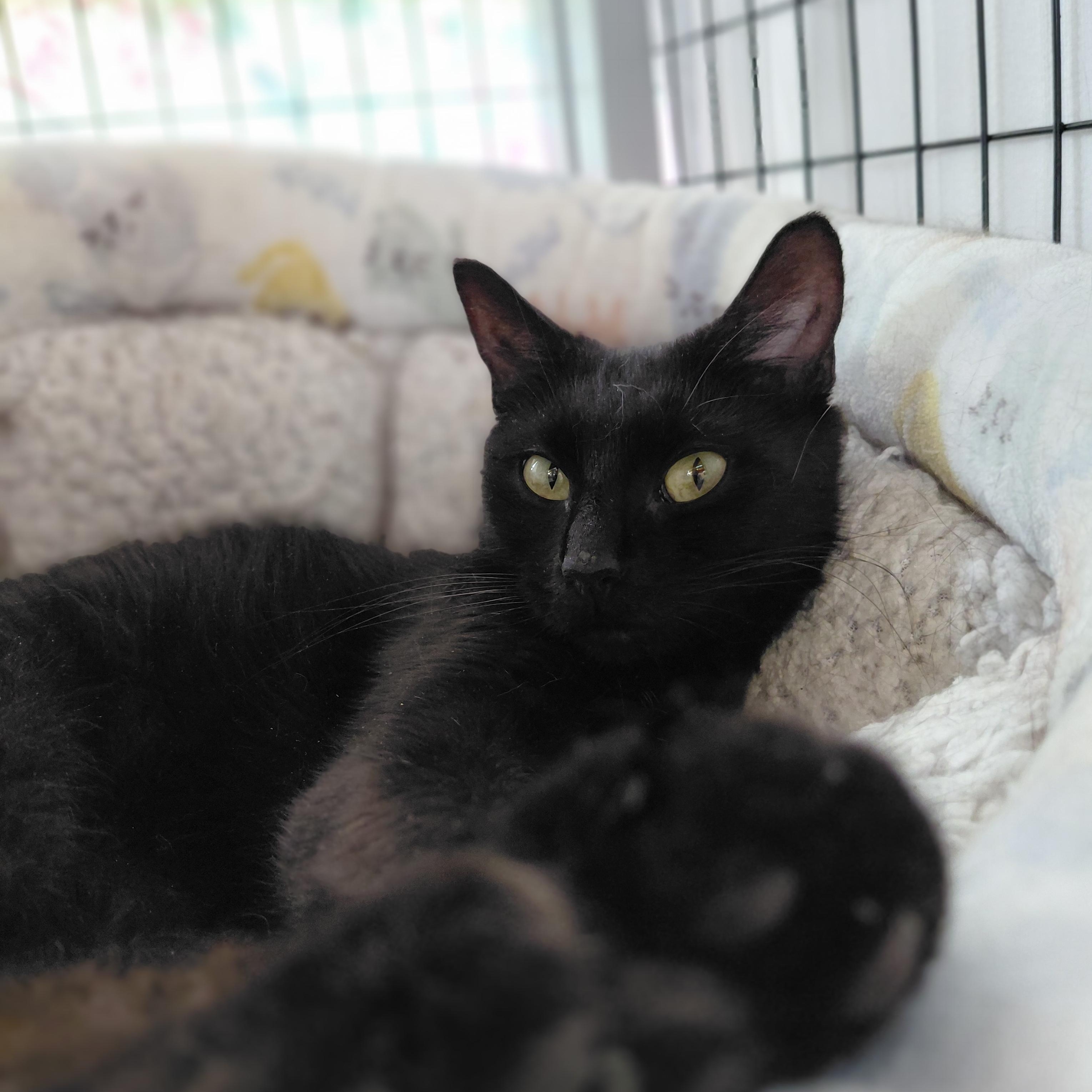 Zeela, a ADOPTABLE Domestic Short Hair in Littleton, NH image 4/6