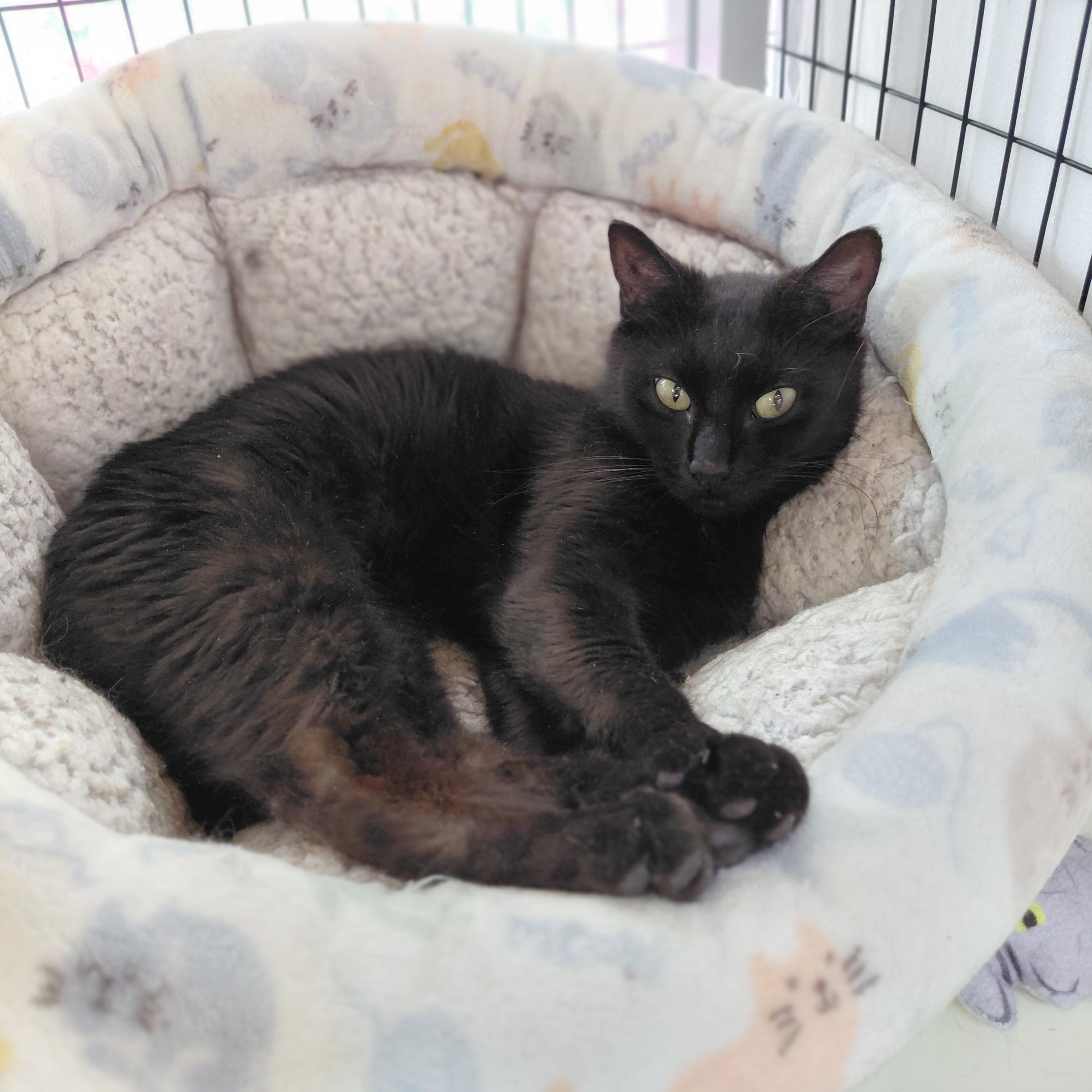 Zeela, a ADOPTABLE Domestic Short Hair in Littleton, NH image 6/6