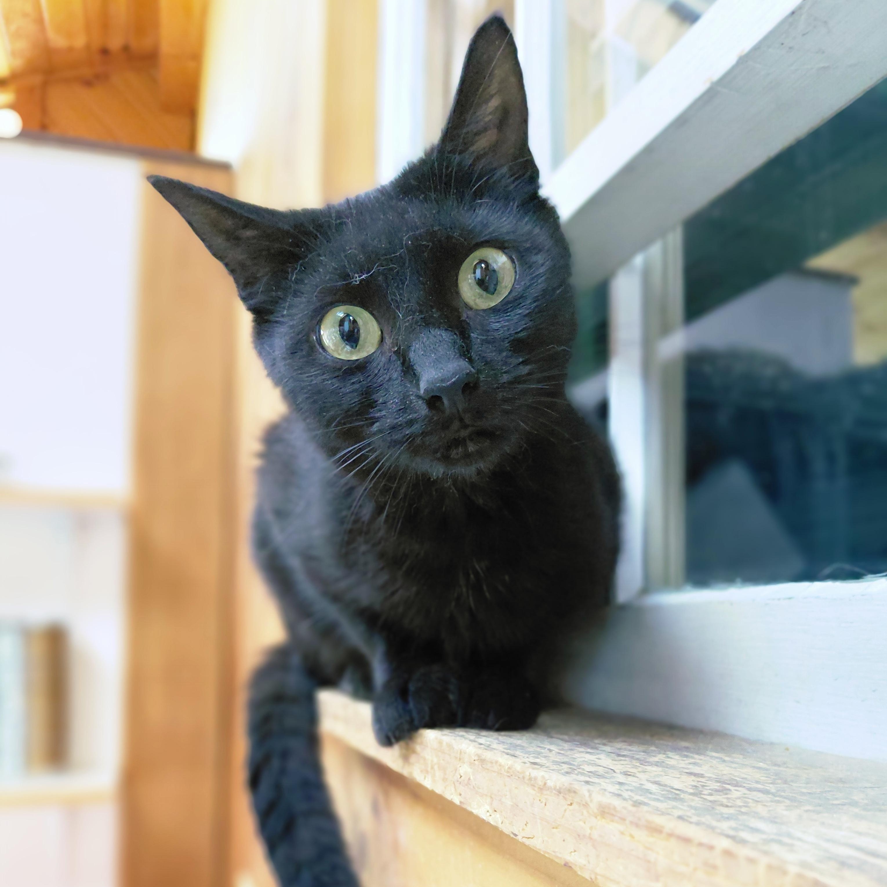 Zeela, ADOPTABLE, Adult Female Domestic Short Hair.
