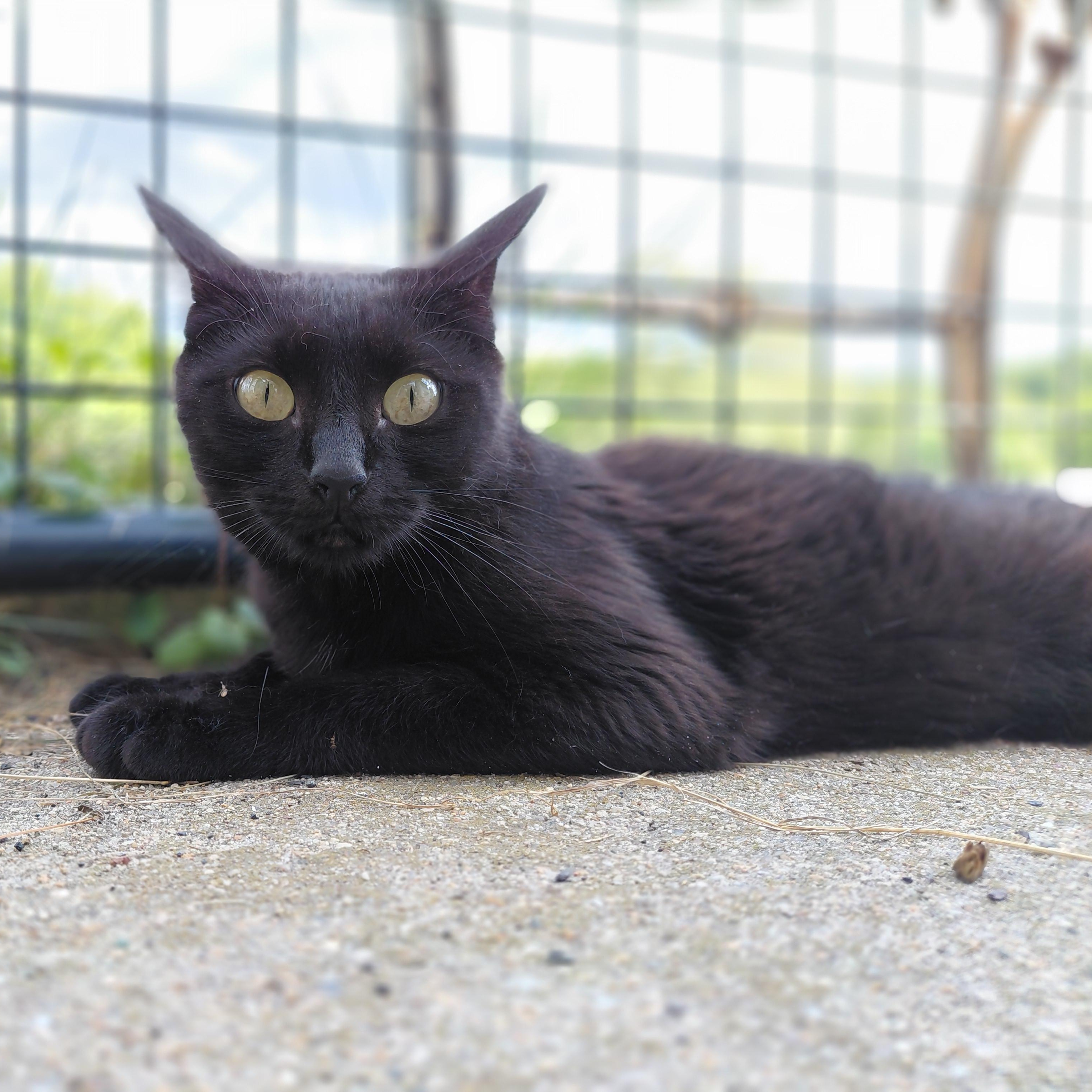 Zeela, a ADOPTABLE Domestic Short Hair in Littleton, NH image 5/6