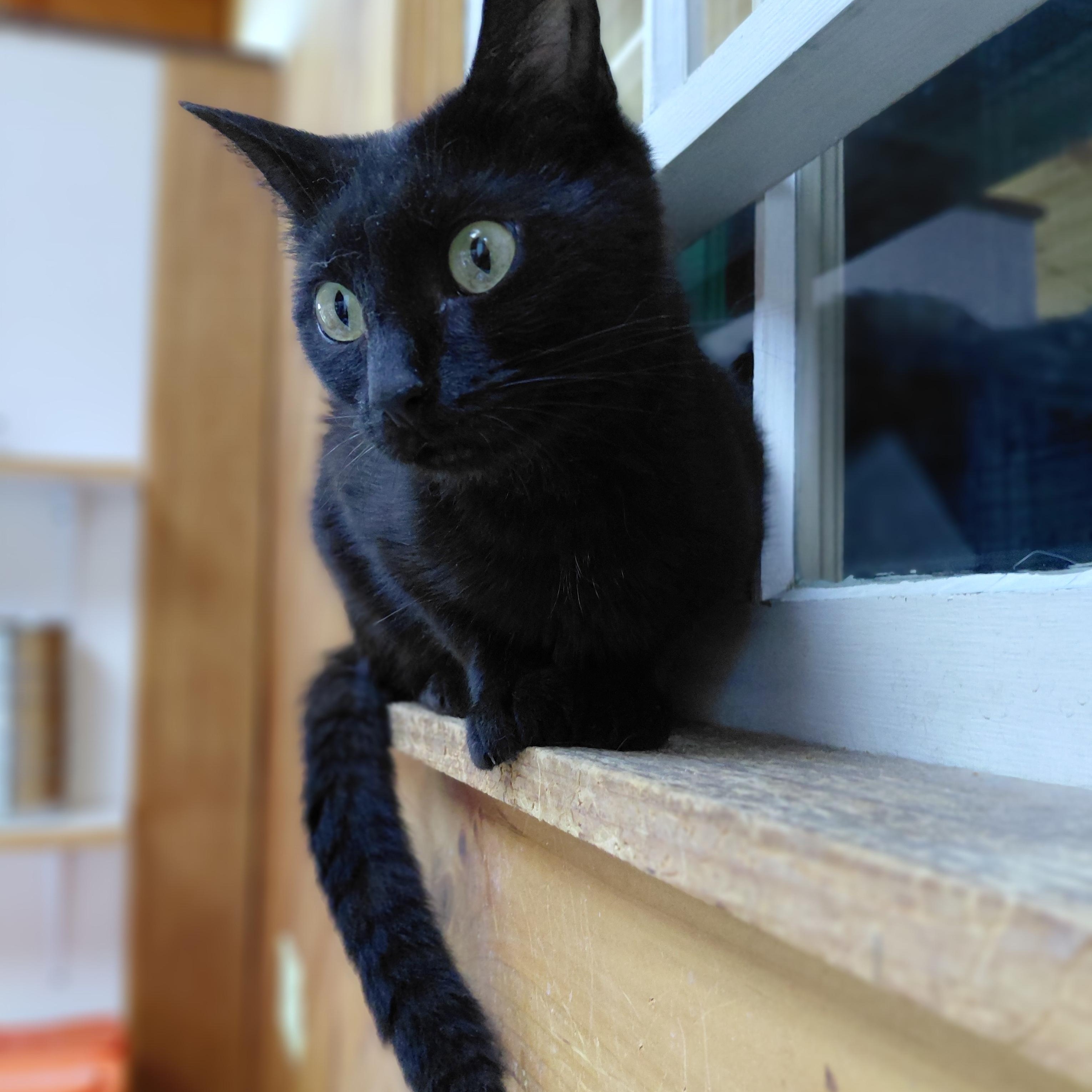 Zeela, a ADOPTABLE Domestic Short Hair in Littleton, NH image 2/6