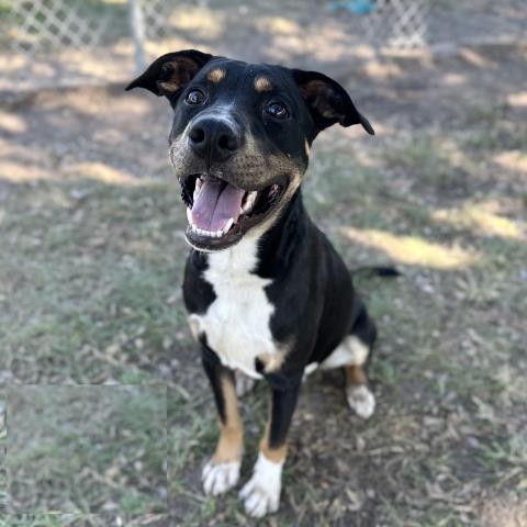 INKY, Adoptable, Adult Male Pit Bull Terrier & Mixed Breed.