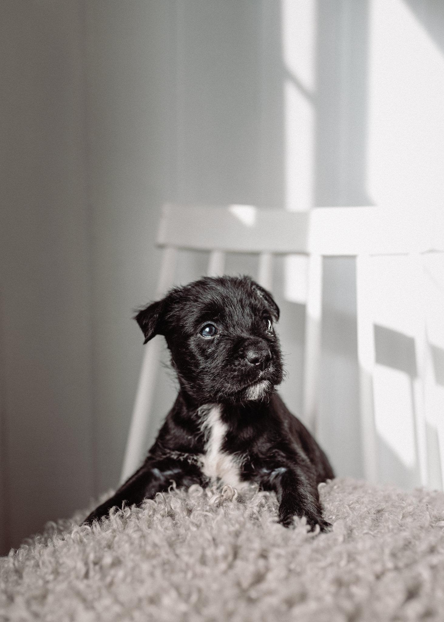 Orbit, ADOPTABLE, Puppy Male Mixed Breed.