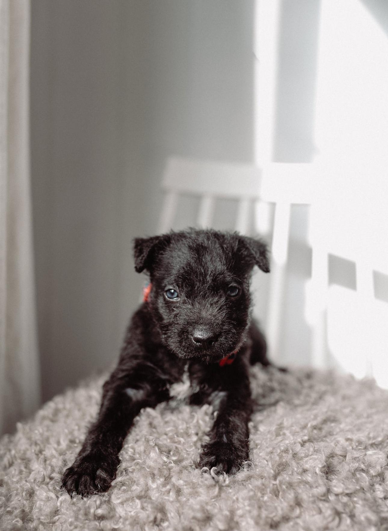 Enlarge Orbit, a ADOPTABLE mixed breed in Burbank, CA image 2/3