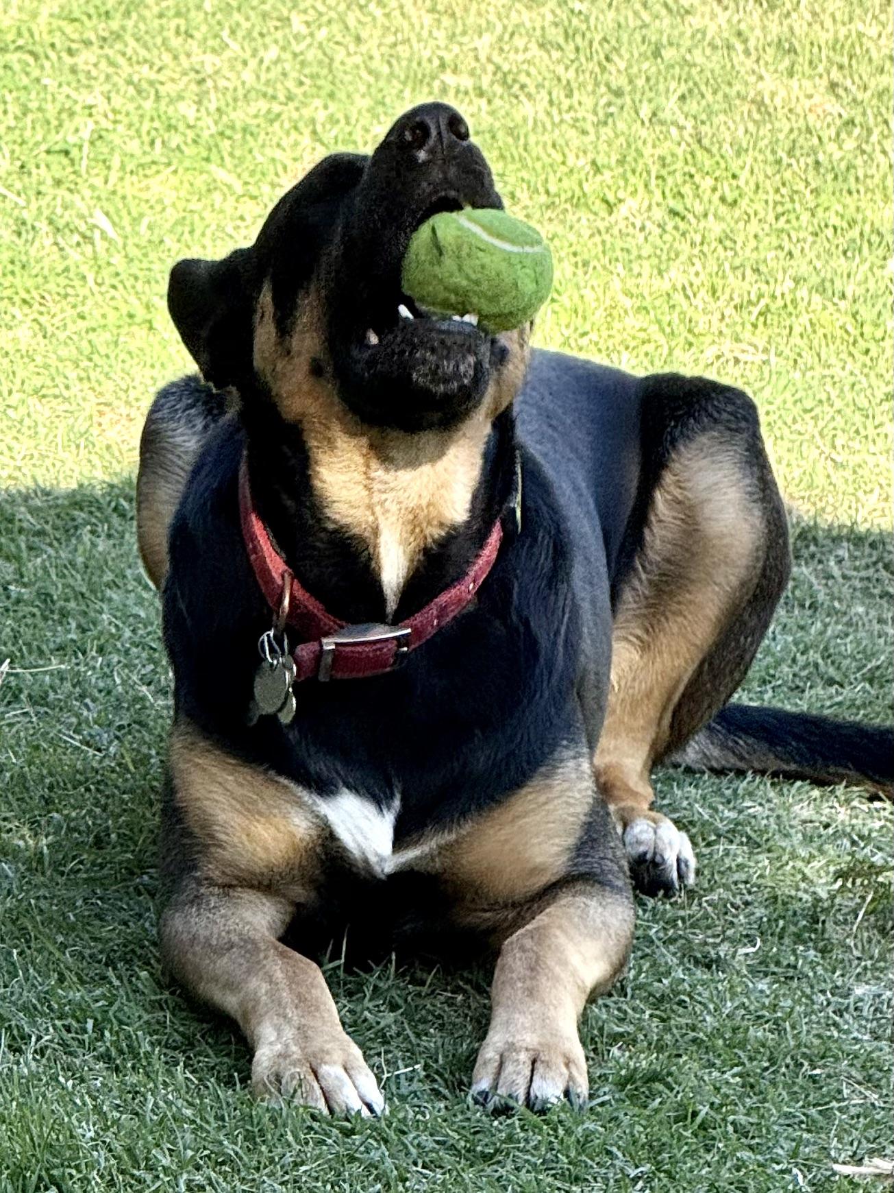 Enlarge PIPPA, a ADOPTABLE mixed breed in Thousand Oaks, CA image 2/6