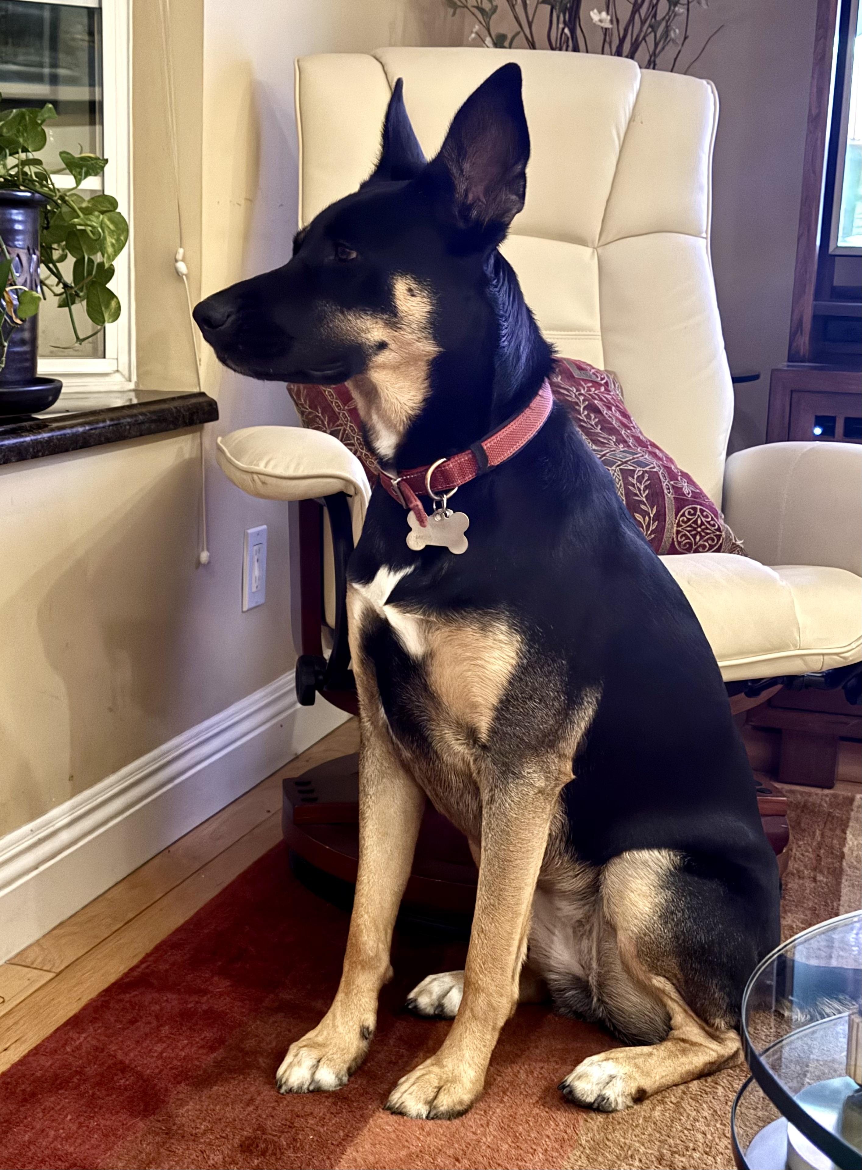 Enlarge PIPPA, a ADOPTABLE mixed breed in Thousand Oaks, CA image 5/6