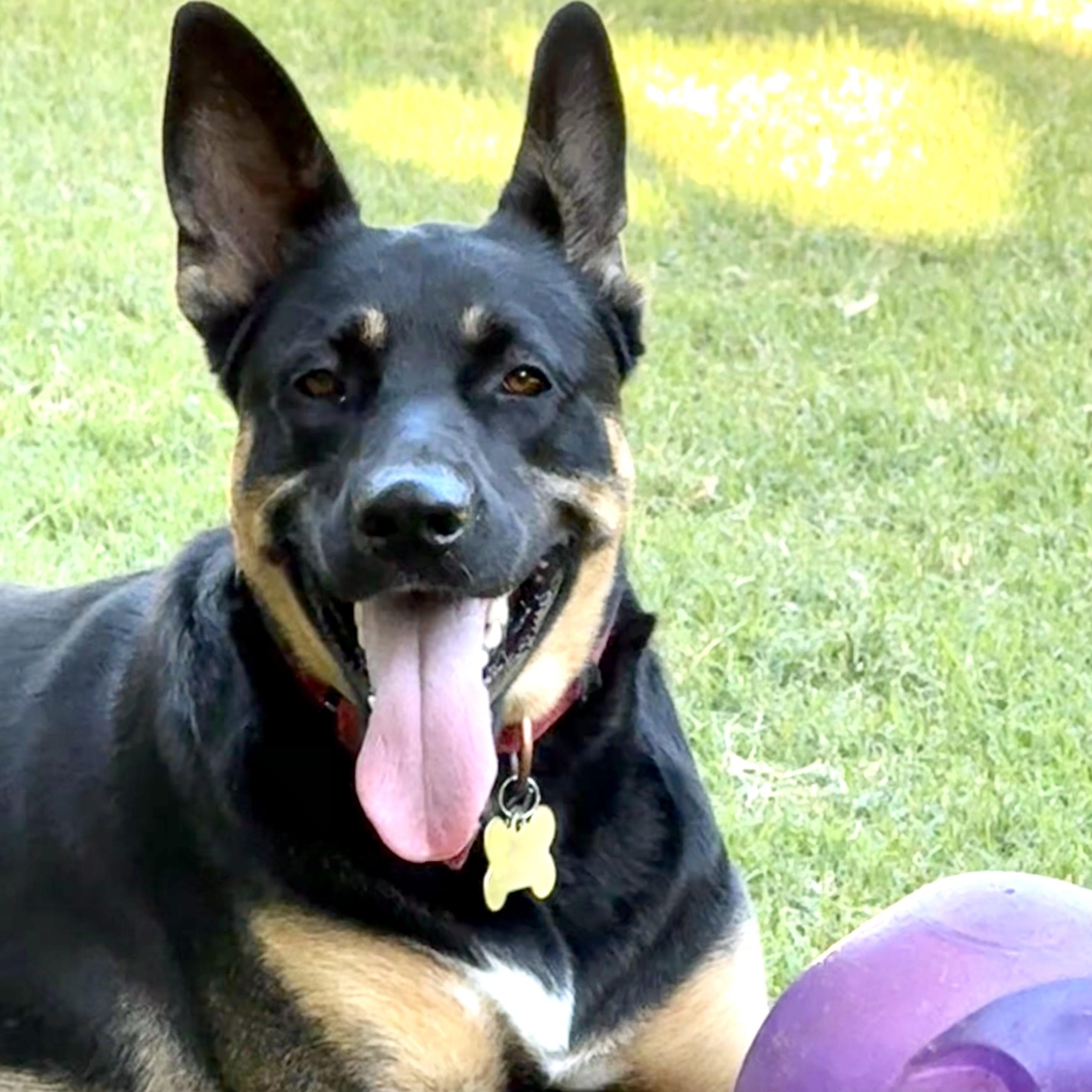 PIPPA, ADOPTABLE, Adult Female German Shepherd Dog & Siberian Husky.