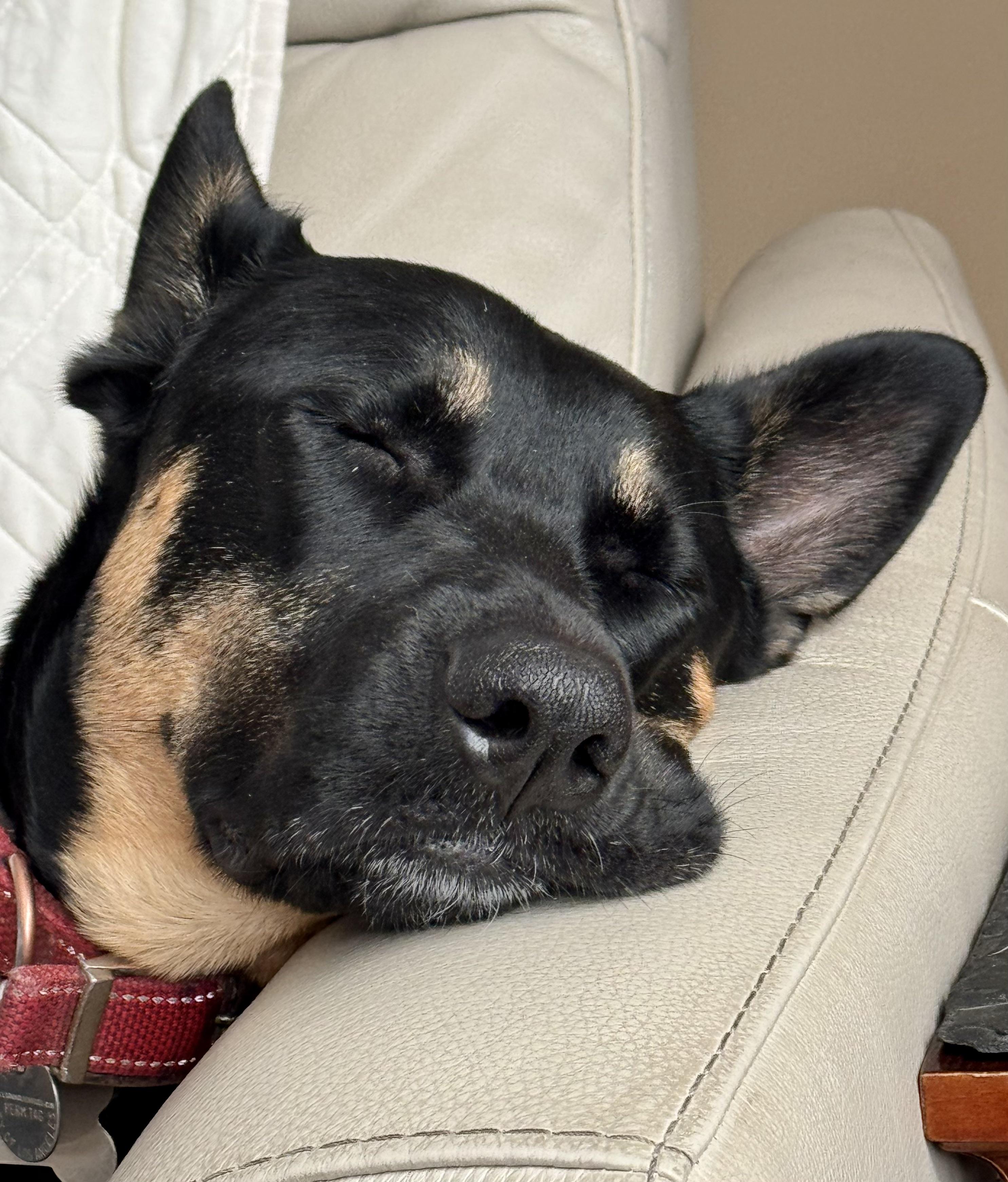 Enlarge PIPPA, a ADOPTABLE mixed breed in Thousand Oaks, CA image 4/6