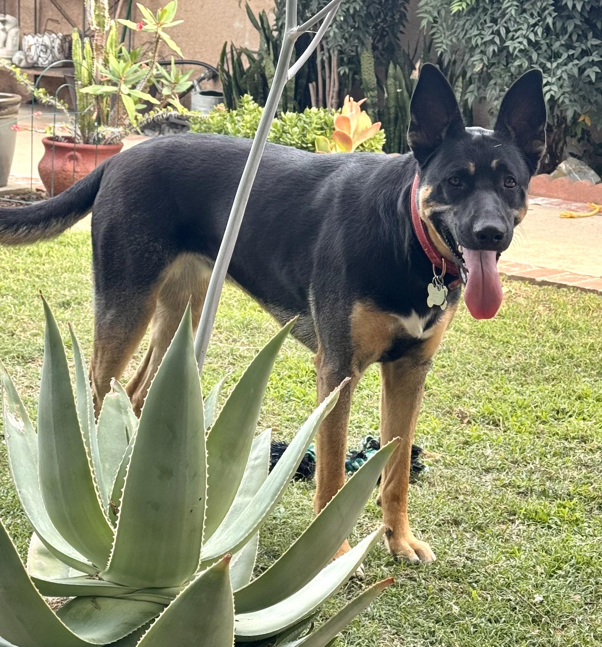 Enlarge PIPPA, a ADOPTABLE mixed breed in Thousand Oaks, CA image 3/6