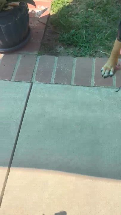 Enlarge PIPPA, a ADOPTABLE mixed breed in Thousand Oaks, CA video 6/6