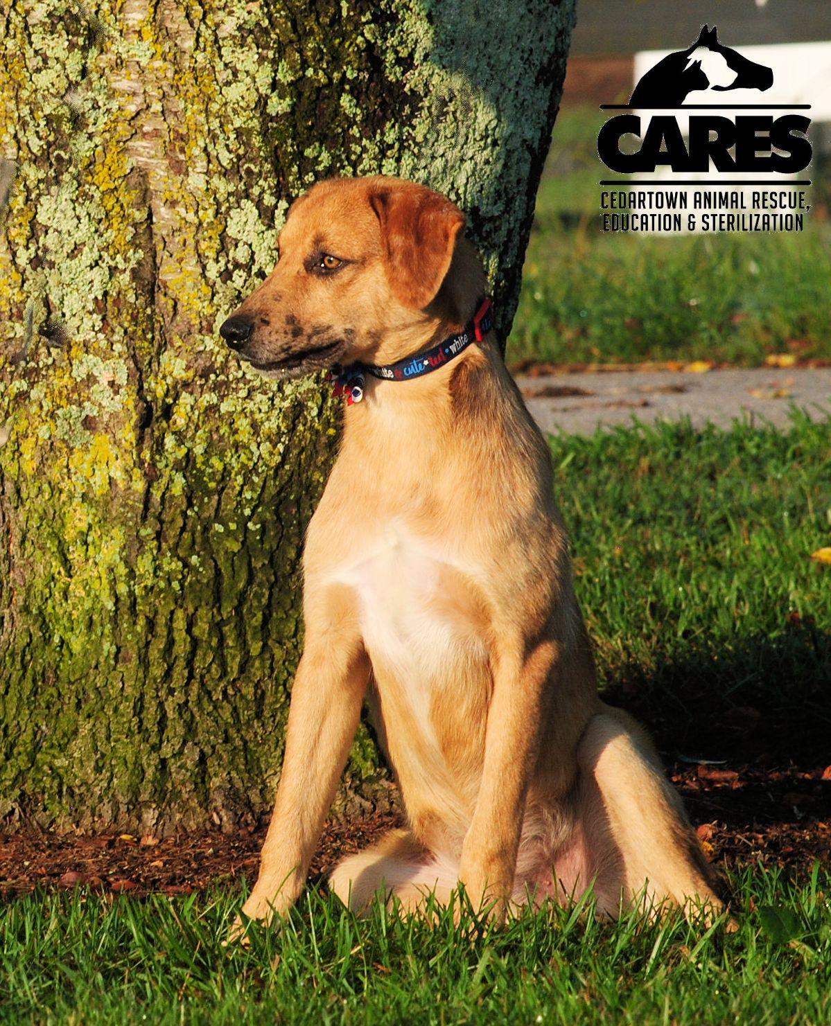 Enlarge Indy, a Adoptable mixed breed in Cedartown, GA image 4/5