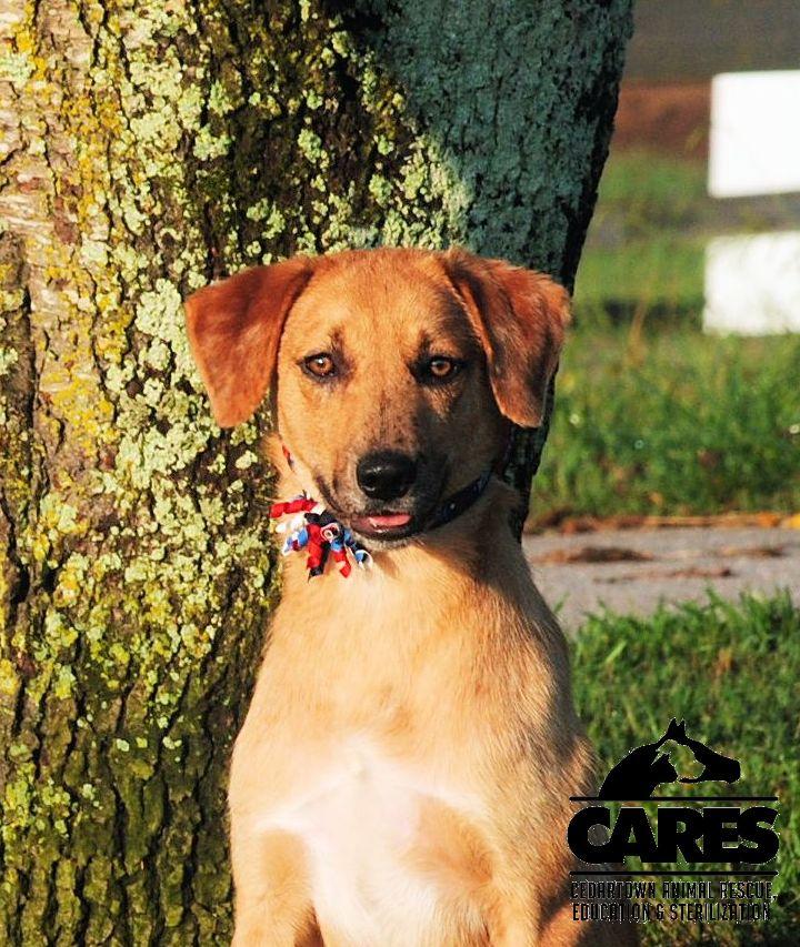 Enlarge Indy, a Adoptable mixed breed in Cedartown, GA image 1/5