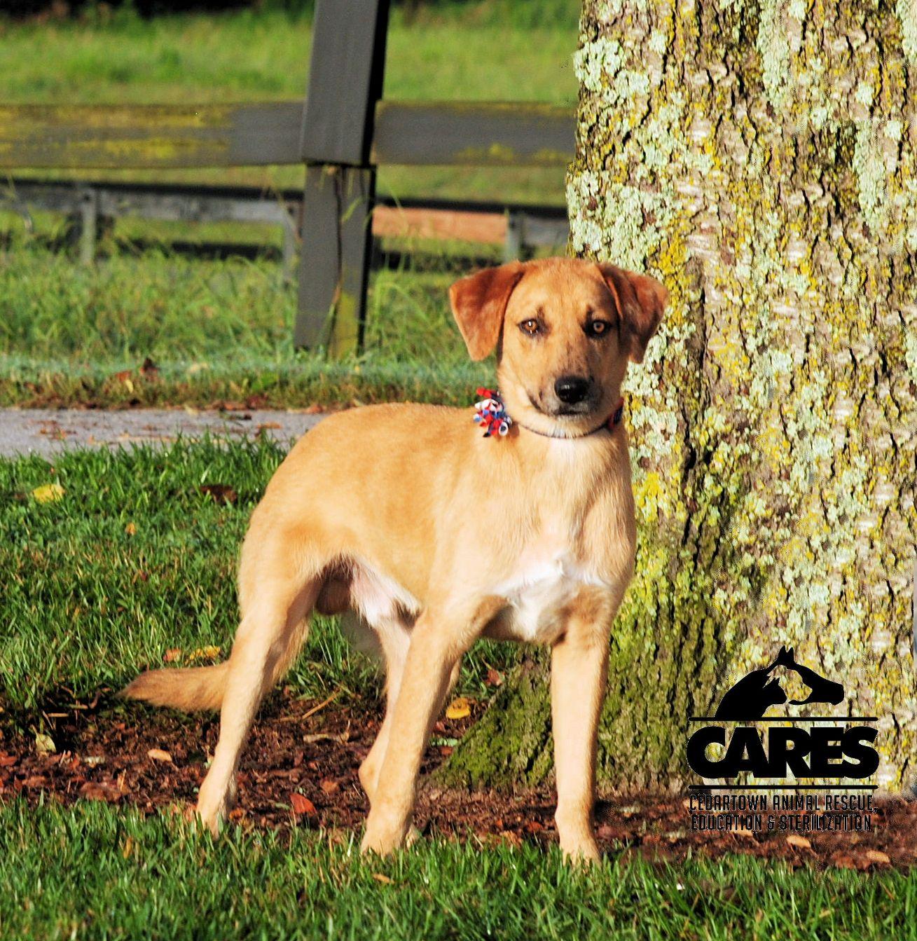 Enlarge Indy, a Adoptable mixed breed in Cedartown, GA image 2/5