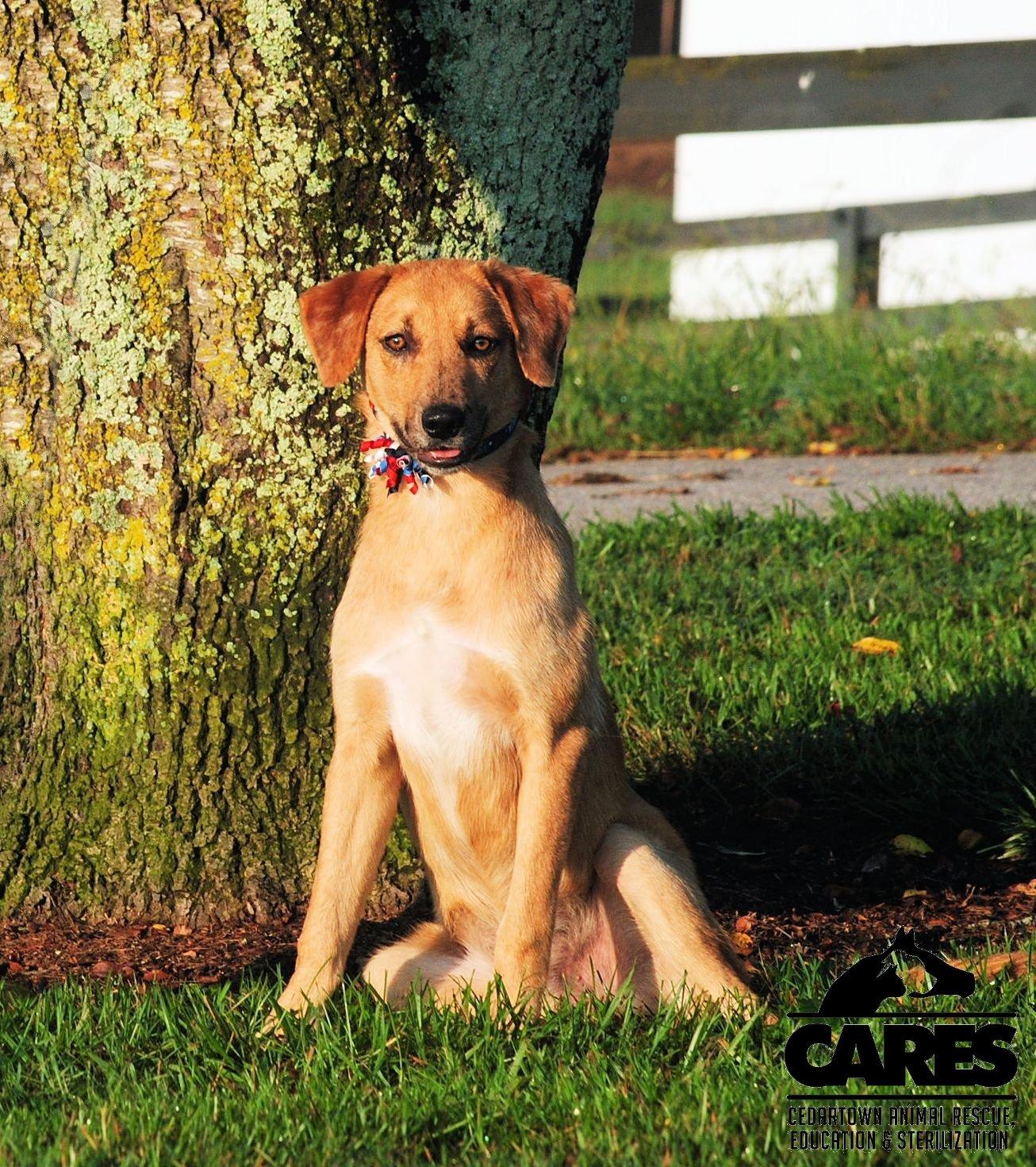 Enlarge Indy, a Adoptable mixed breed in Cedartown, GA image 3/5