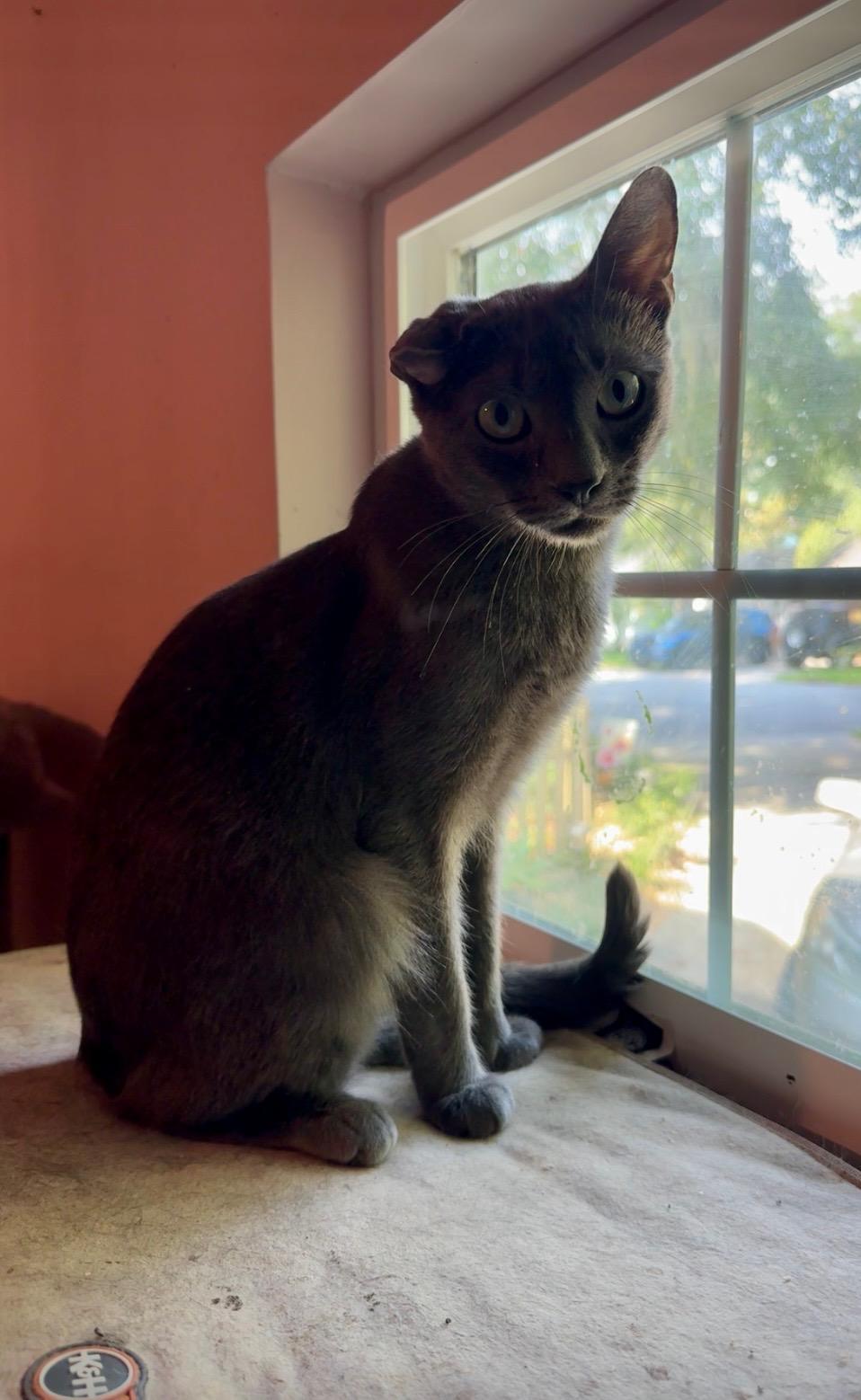Enlarge Saint, a Adoptable Domestic Short Hair in Jacksonville, FL image 3/3