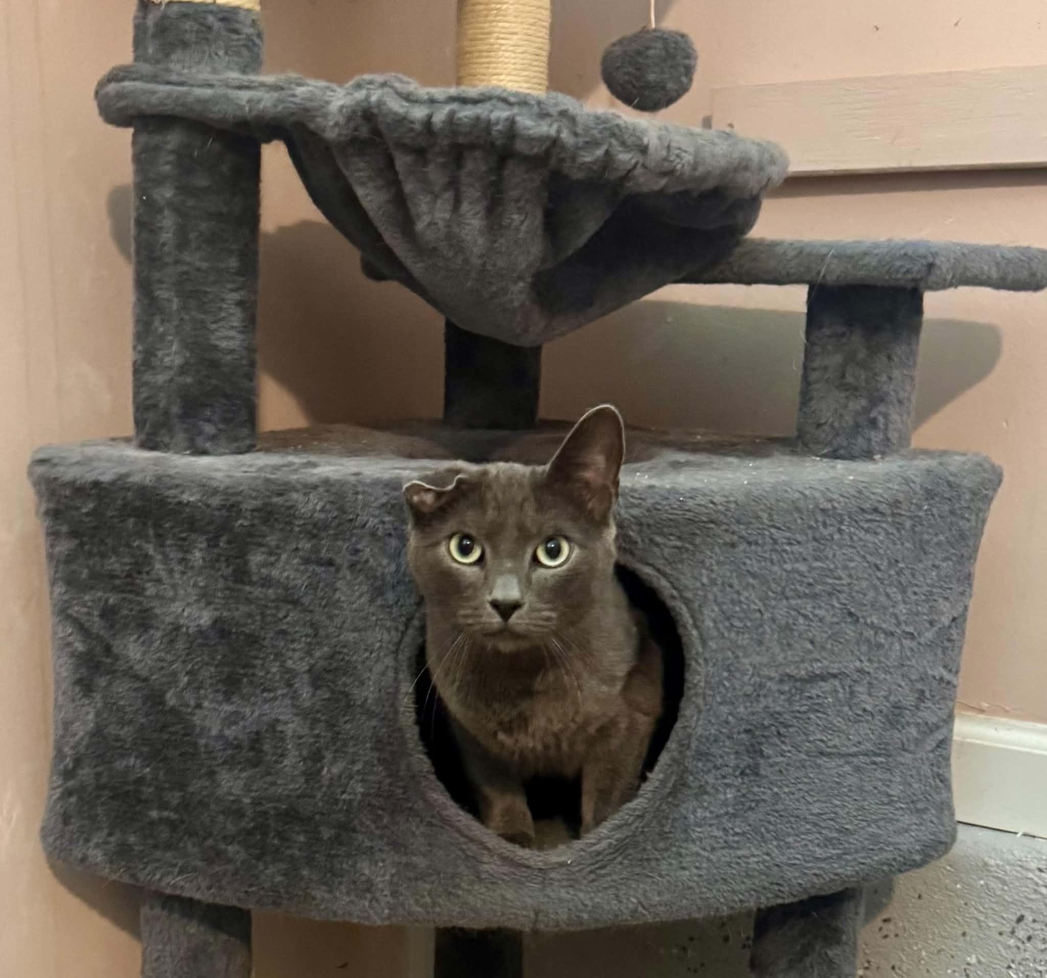 Saint, adoptable, Adult Male Domestic Short Hair.