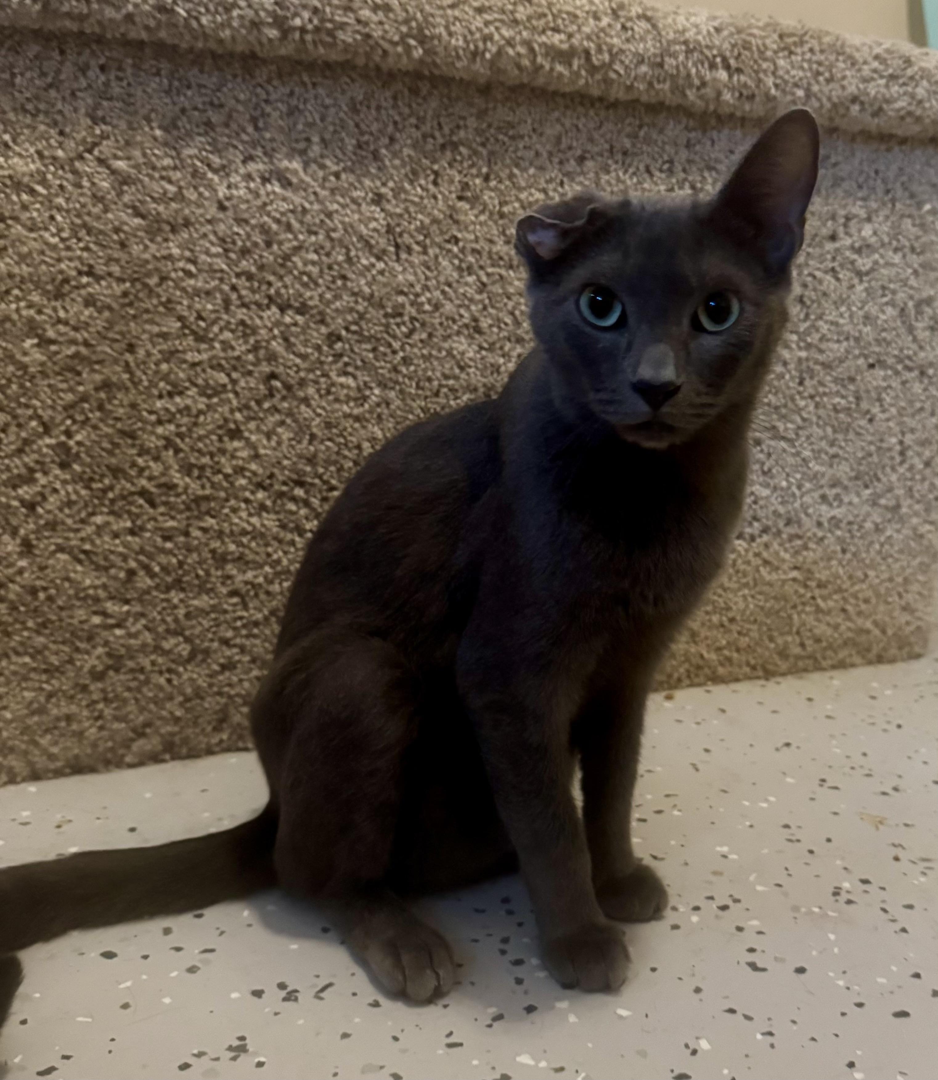 Enlarge Saint, a Adoptable Domestic Short Hair in Jacksonville, FL image 2/3