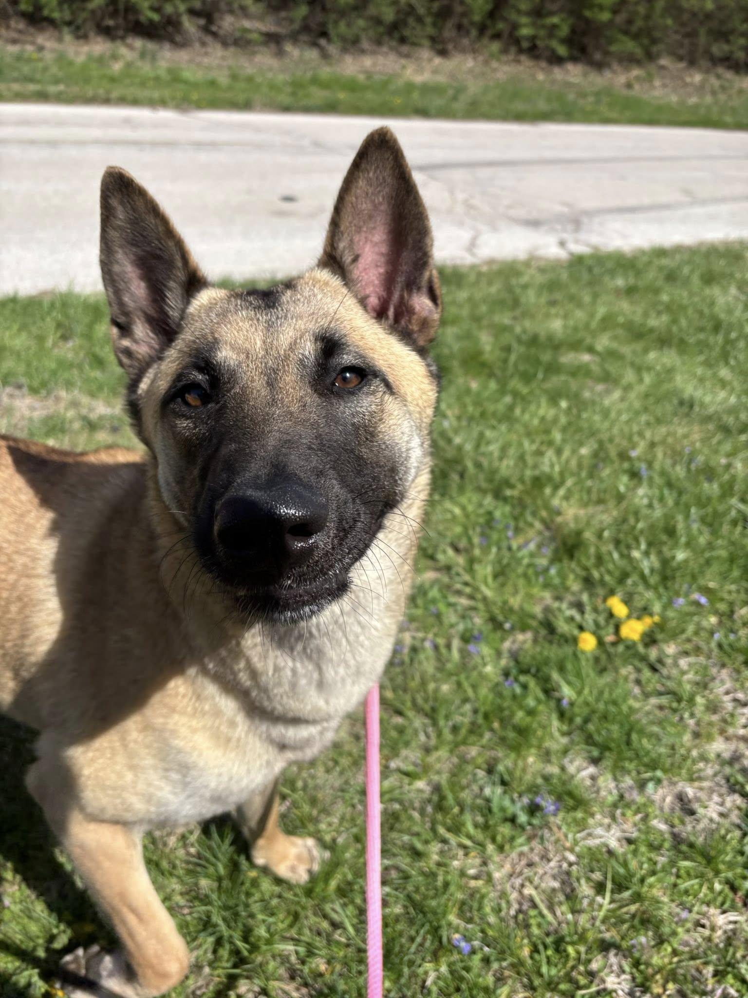 Enlarge Tay Tay, a ADOPTABLE mixed breed in Saint Charles, MO image 2/3