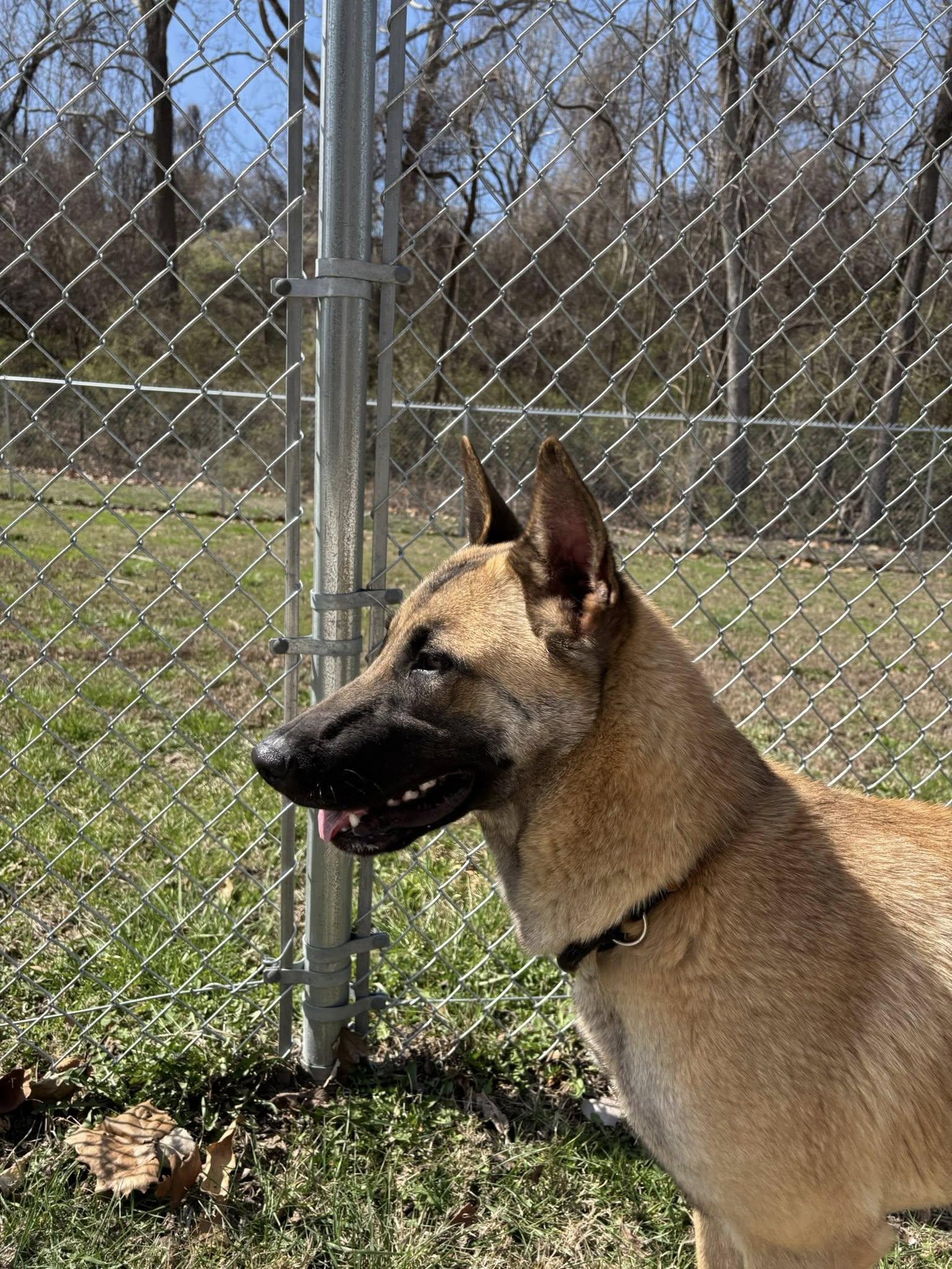 Enlarge Tay Tay, a ADOPTABLE mixed breed in Saint Charles, MO image 3/3