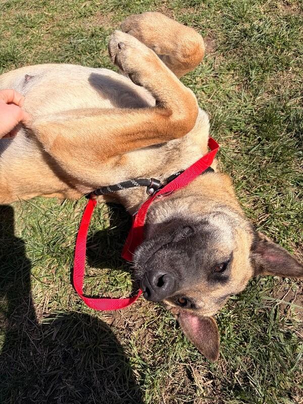 Tay Tay, ADOPTABLE, Young Female Belgian Shepherd / Malinois & Akita.