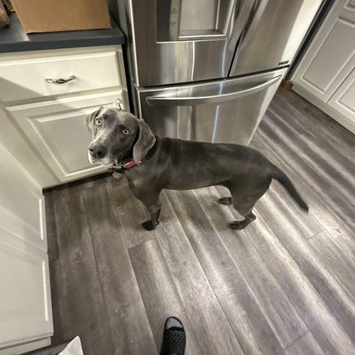 Luna Rae, Adoptable, Adult Female Weimaraner.