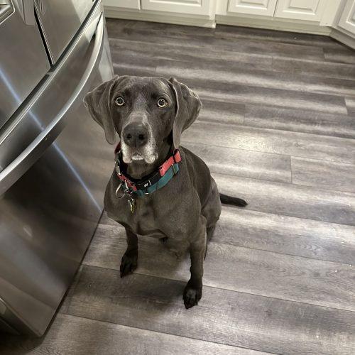 Enlarge Luna Rae, a Adoptable Weimaraner in Grand Rapids, MI image 2/4