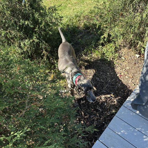 Enlarge Luna Rae, a Adoptable Weimaraner in Grand Rapids, MI image 3/4